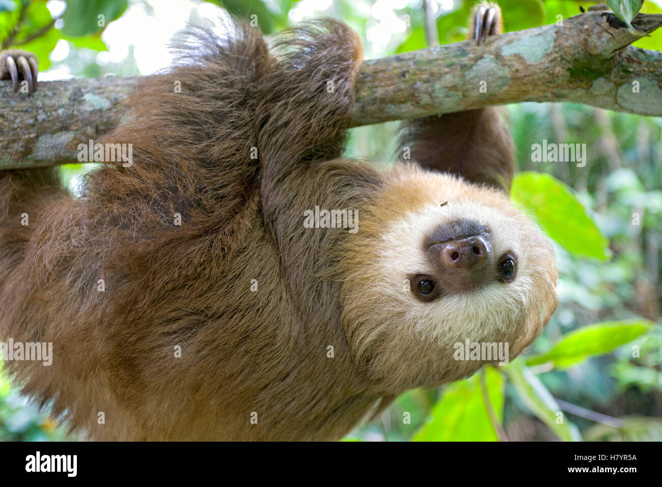 Hoffmann's Two-toed Sloth (Choloepus hoffmanni) six month old orphan in ...