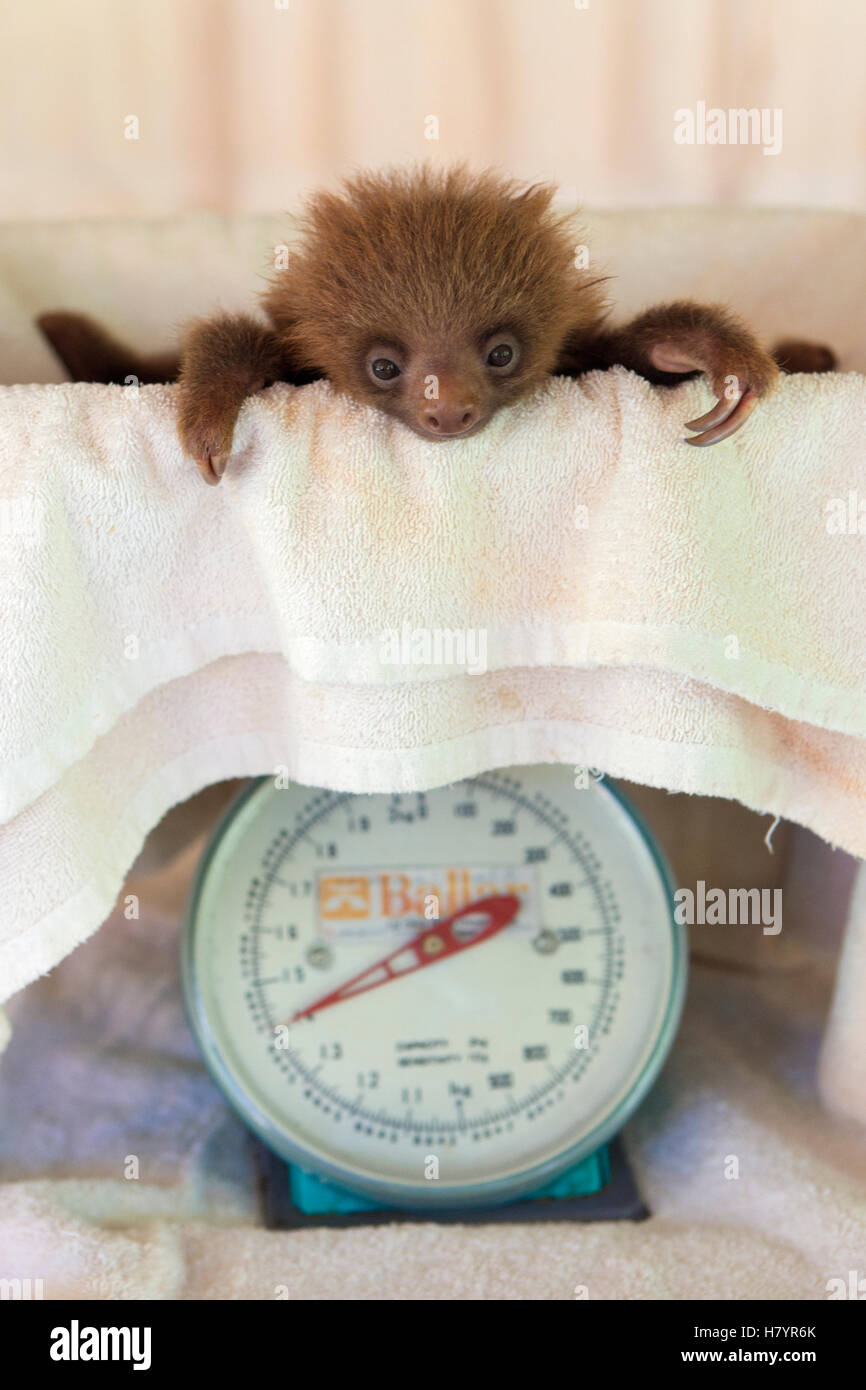 Hoffmanns Two Toed Sloth Choloepus Hoffmanni Orphaned Baby On Scale