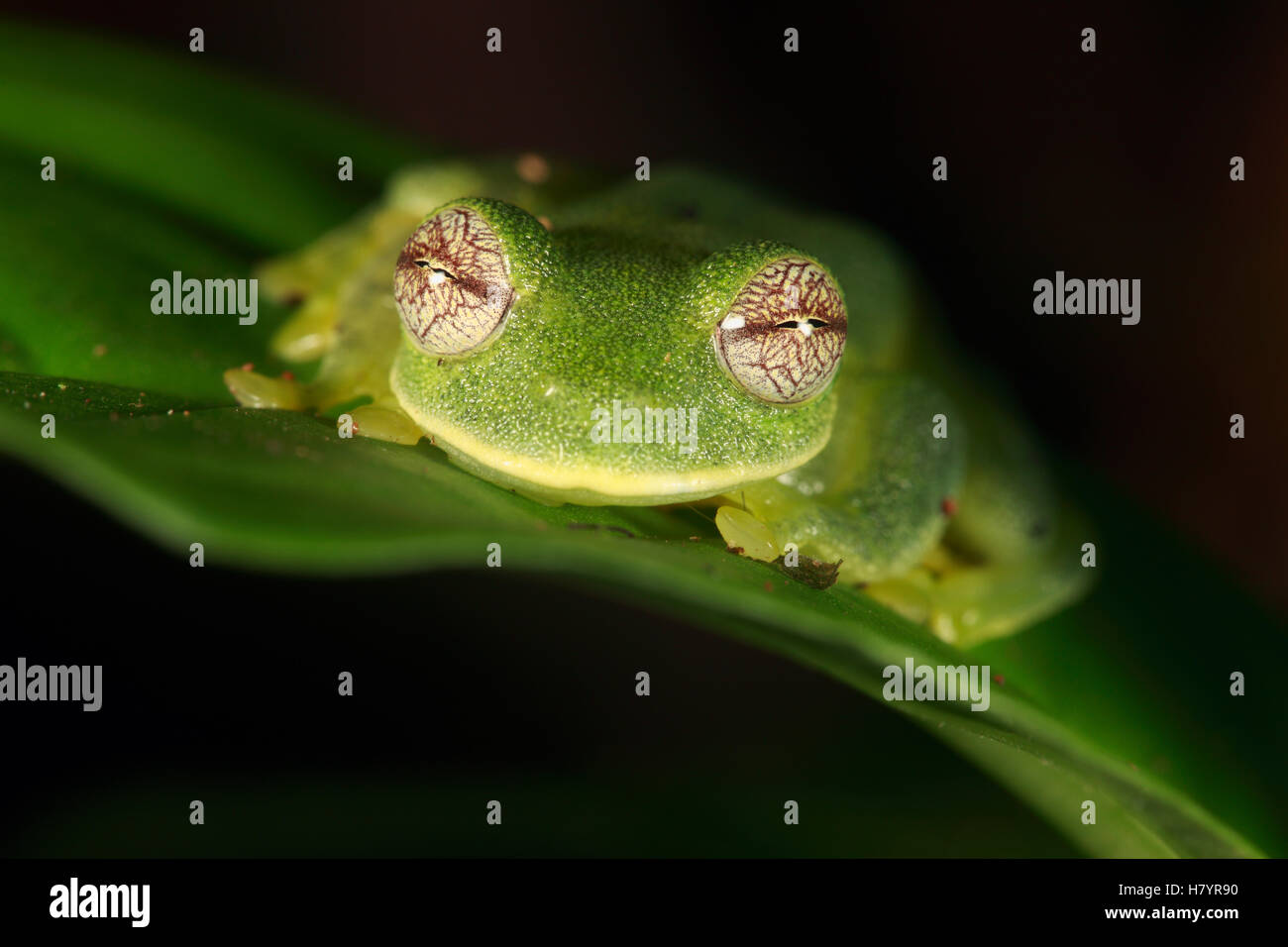 Glass Frog (Centrolene tayrona), Sierra Nevada de Santa Marta, Colombia ...
