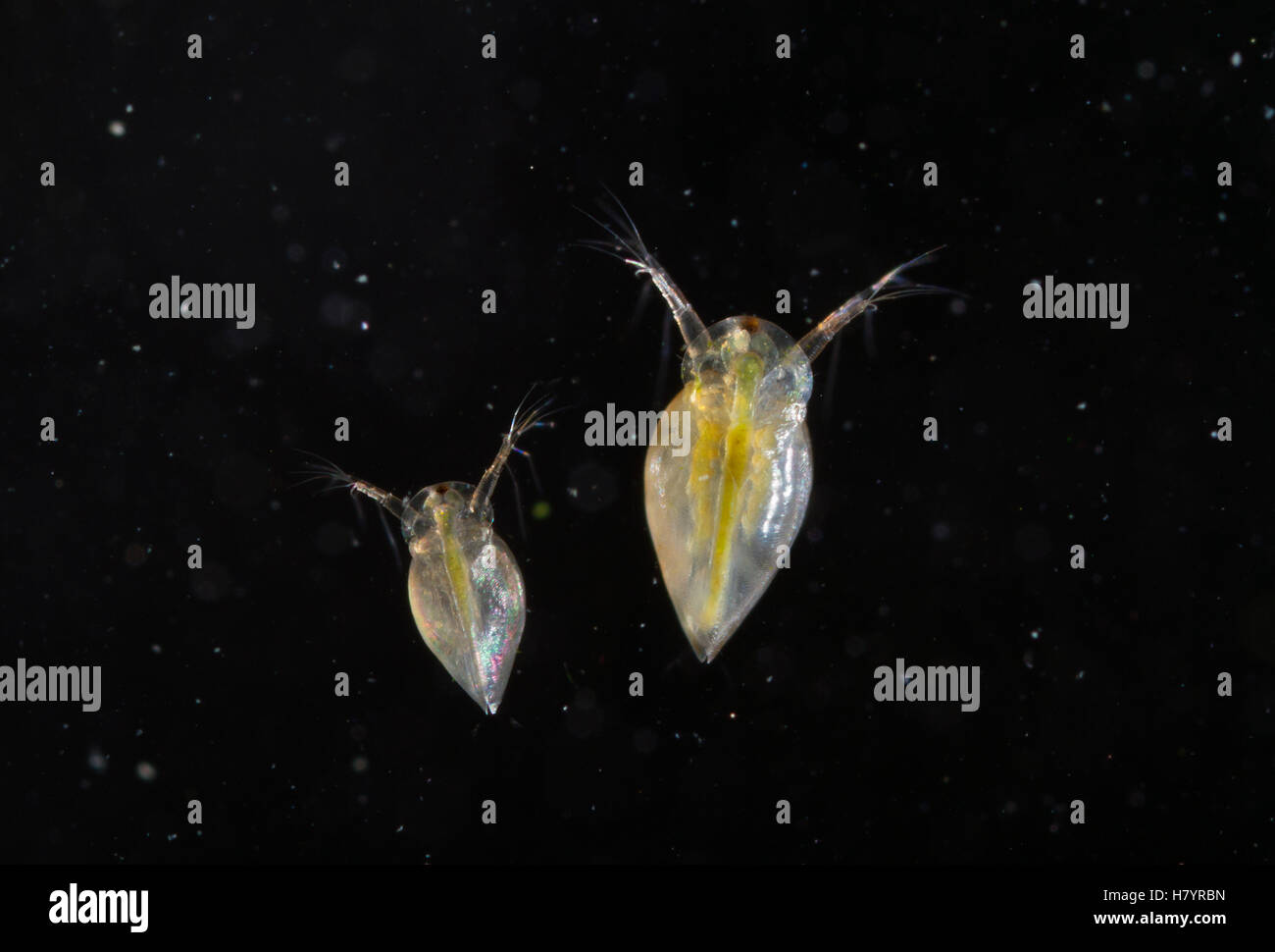 Water Flea (Daphnia sp) pair, England Stock Photo - Alamy