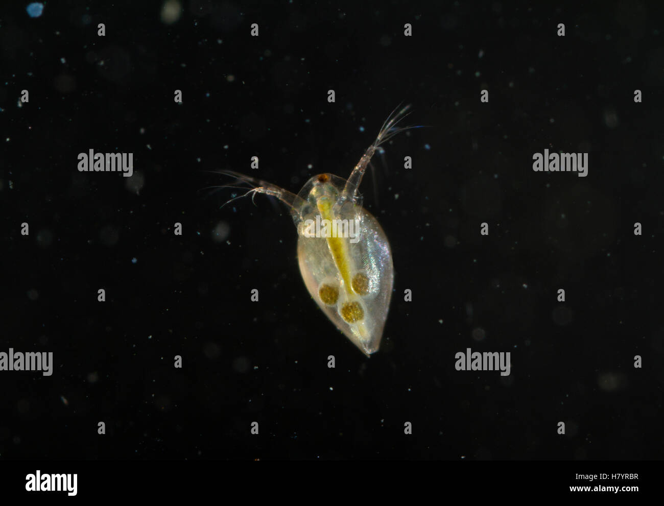 Water Flea (Daphnia sp) with three egs in brood sac, England Stock ...