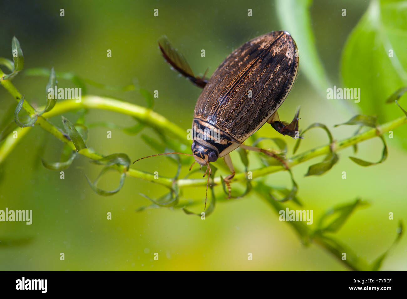 Water Beetle (Acilius sulcatus) female swimming underwater, England
