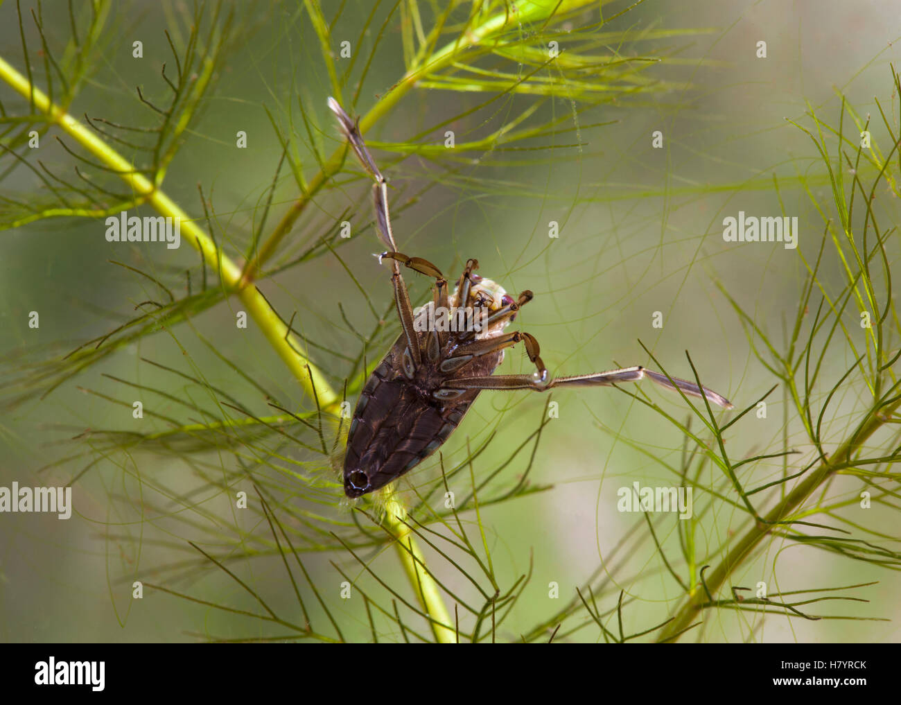 Backswimmer Bug (Notonecta sp) swimming underwater, England Stock Photo ...