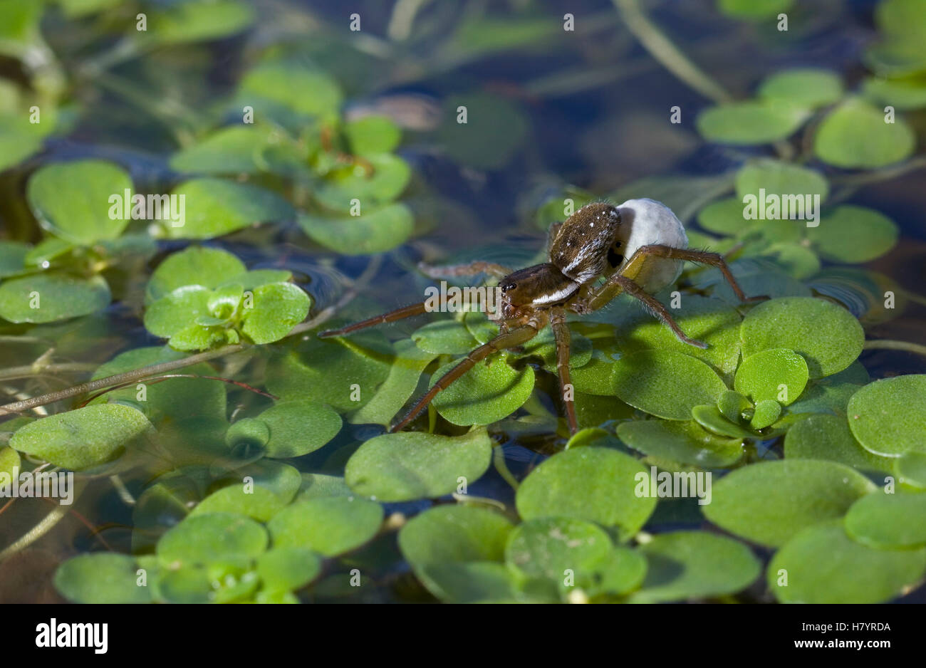 Pond Pirate Spider (Pirata piraticus) on the surface with eggsac