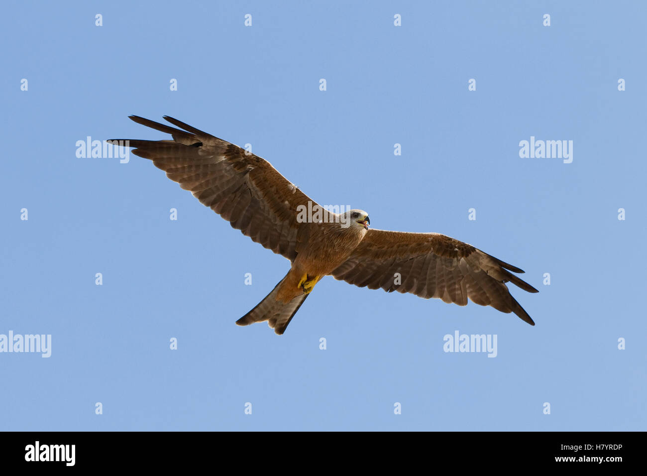 Black Kite (Milvus migrans) flying, Northern Territory, Australia Stock
