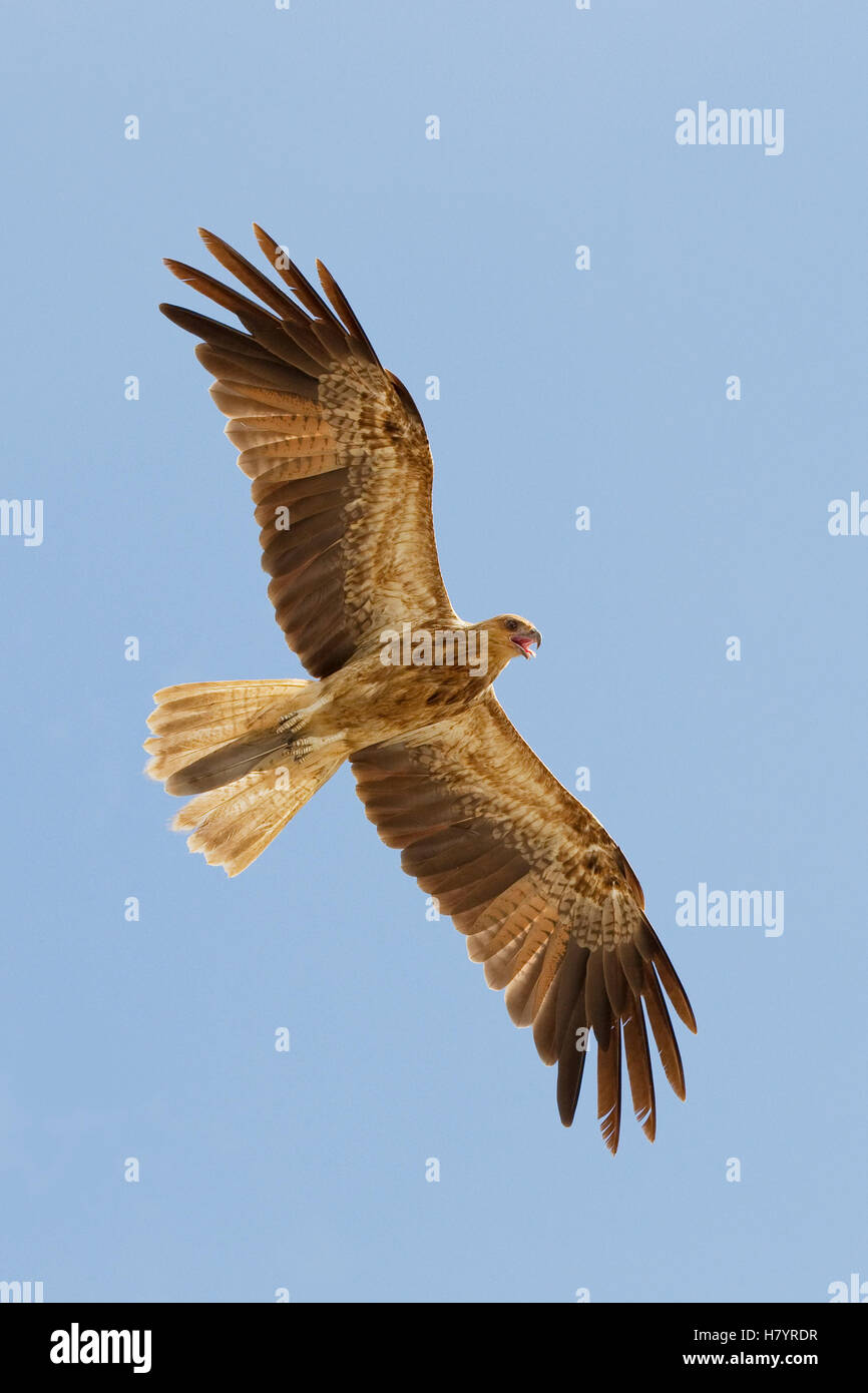 Whistling Kite (Haliastur sphenurus) flying, Northern Territory