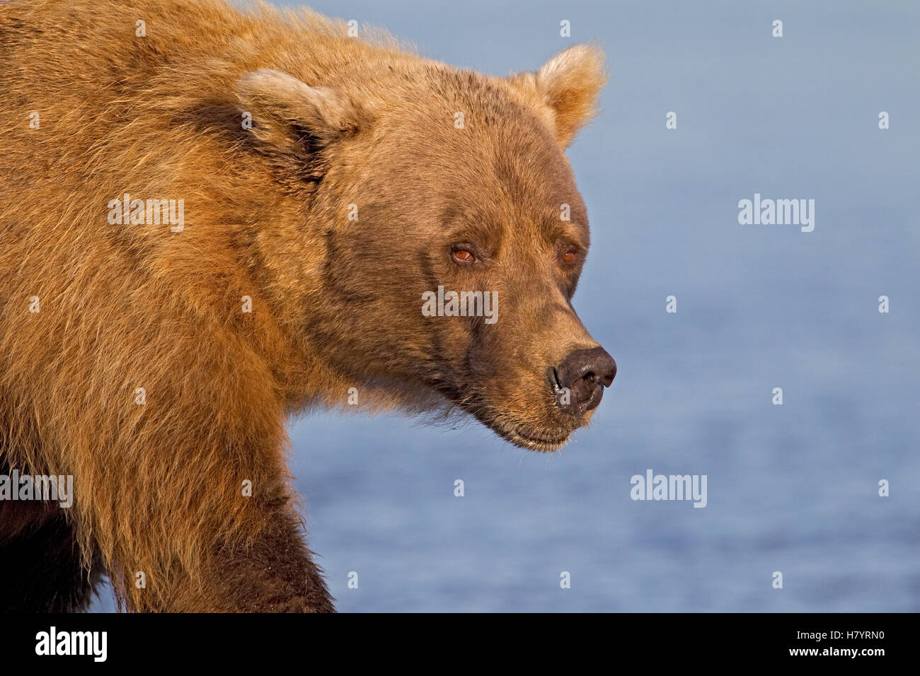 Grizzly Bear (Ursus arctos horribilis), Lake Clark National Park