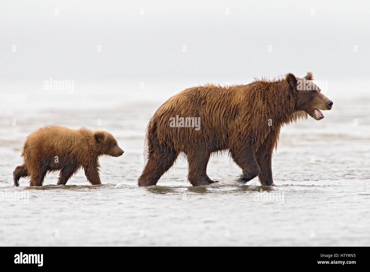 Grizzly Bear (Ursus arctos horribilis) mother with cub wading through ...