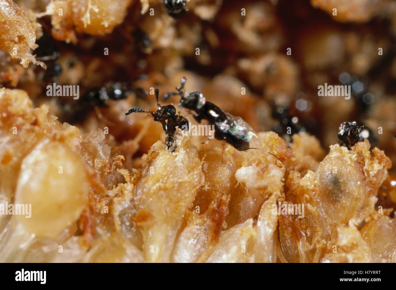 Wasps emerging from pupa inside fig seed, they mate with each other