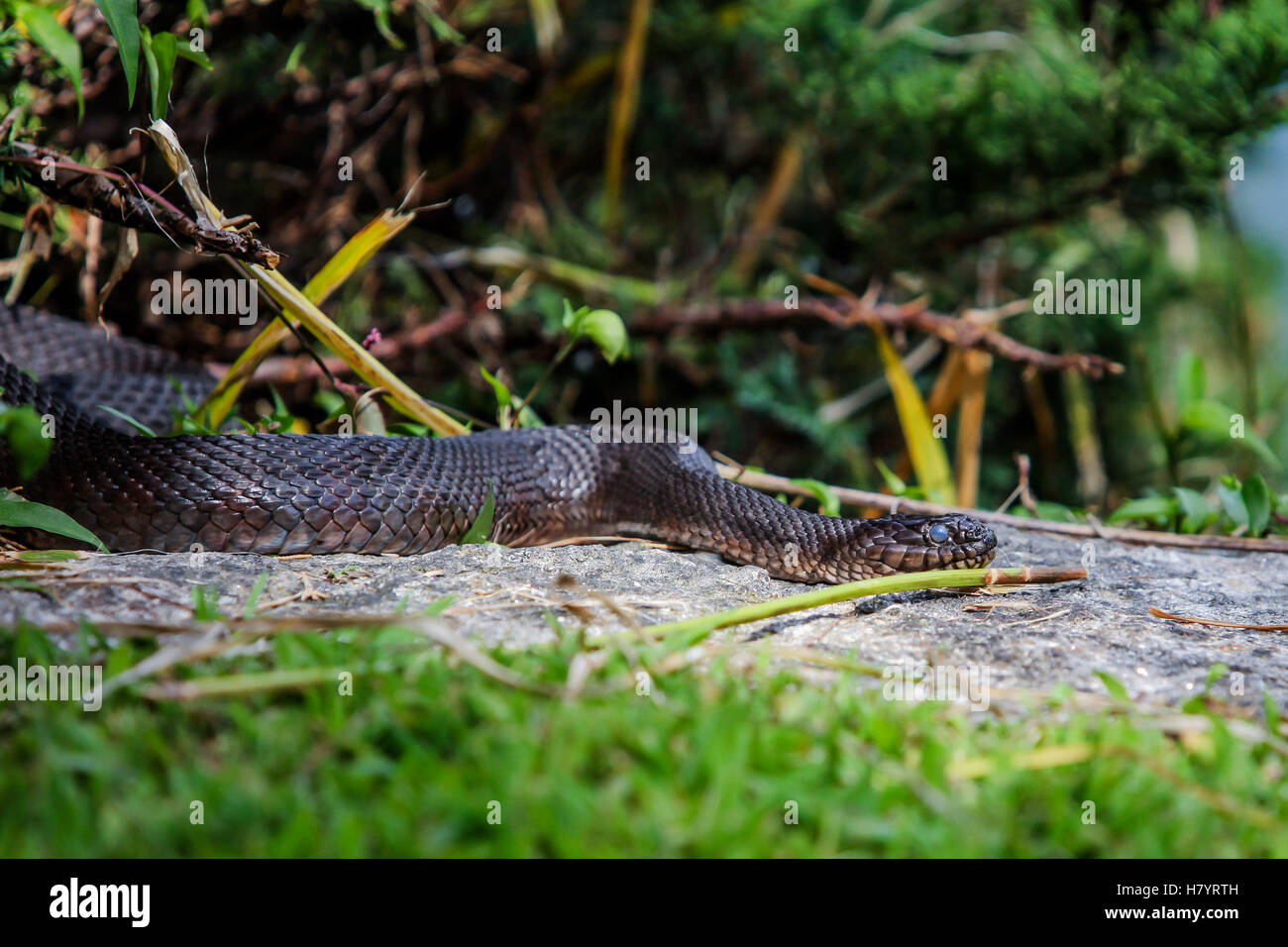 Snake scale hi-res stock photography and images - Alamy