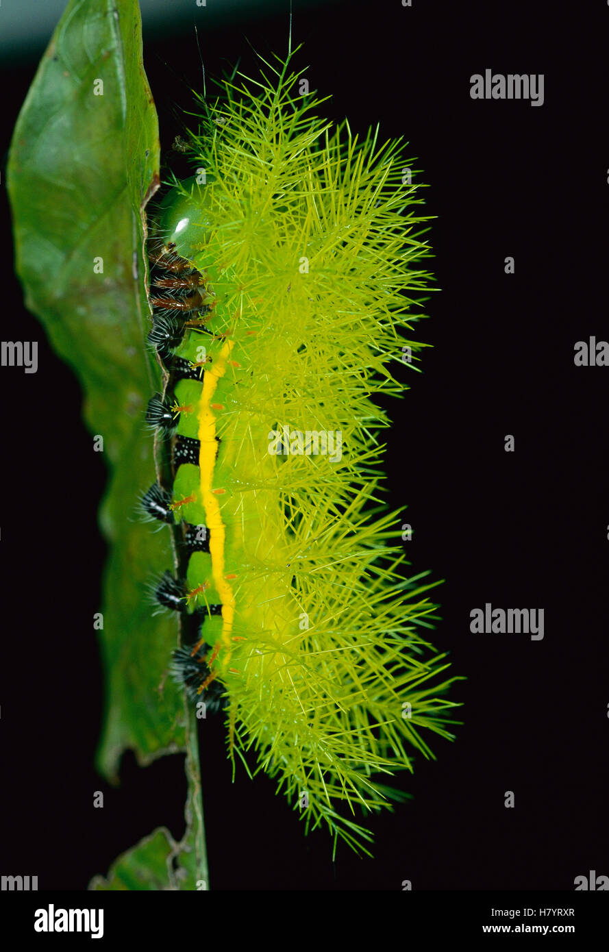 Cup Moth (Limacodidae) caterpillar has poisonous spines for protection