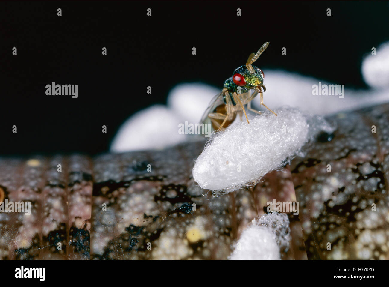 Hawk Moth (Sphingidae) caterpillar parasitized by Braconid Wasp ...