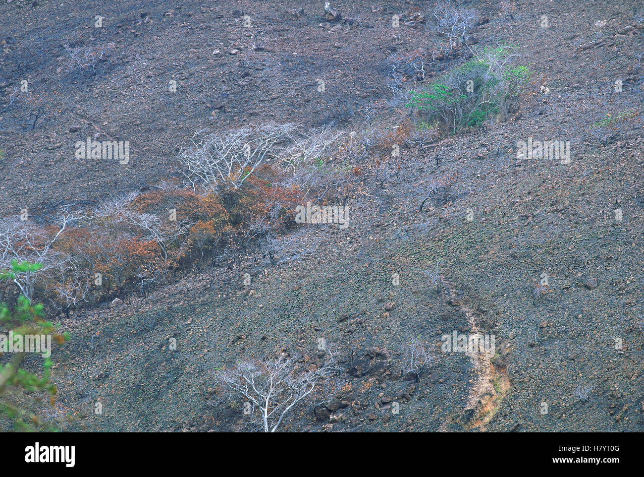 Frequent burning and severe erosion create a desert like landscape, central Panama Stock Photo