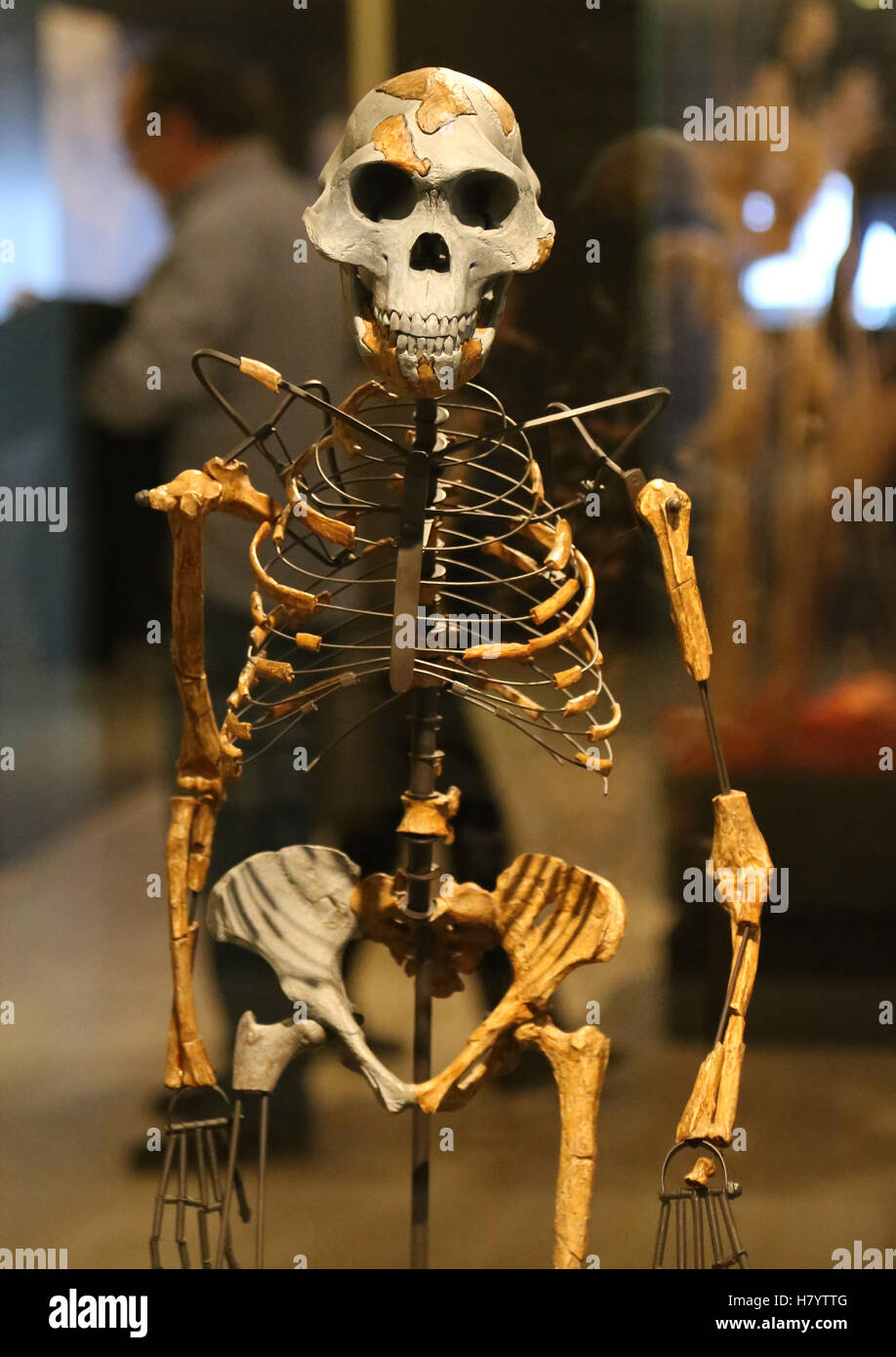 Australopithecus afarensis. Lucy. Adult female skeleton. 3.2 milion years ago. Ethiopia. Replica. National Archaeological Museum Stock Photo