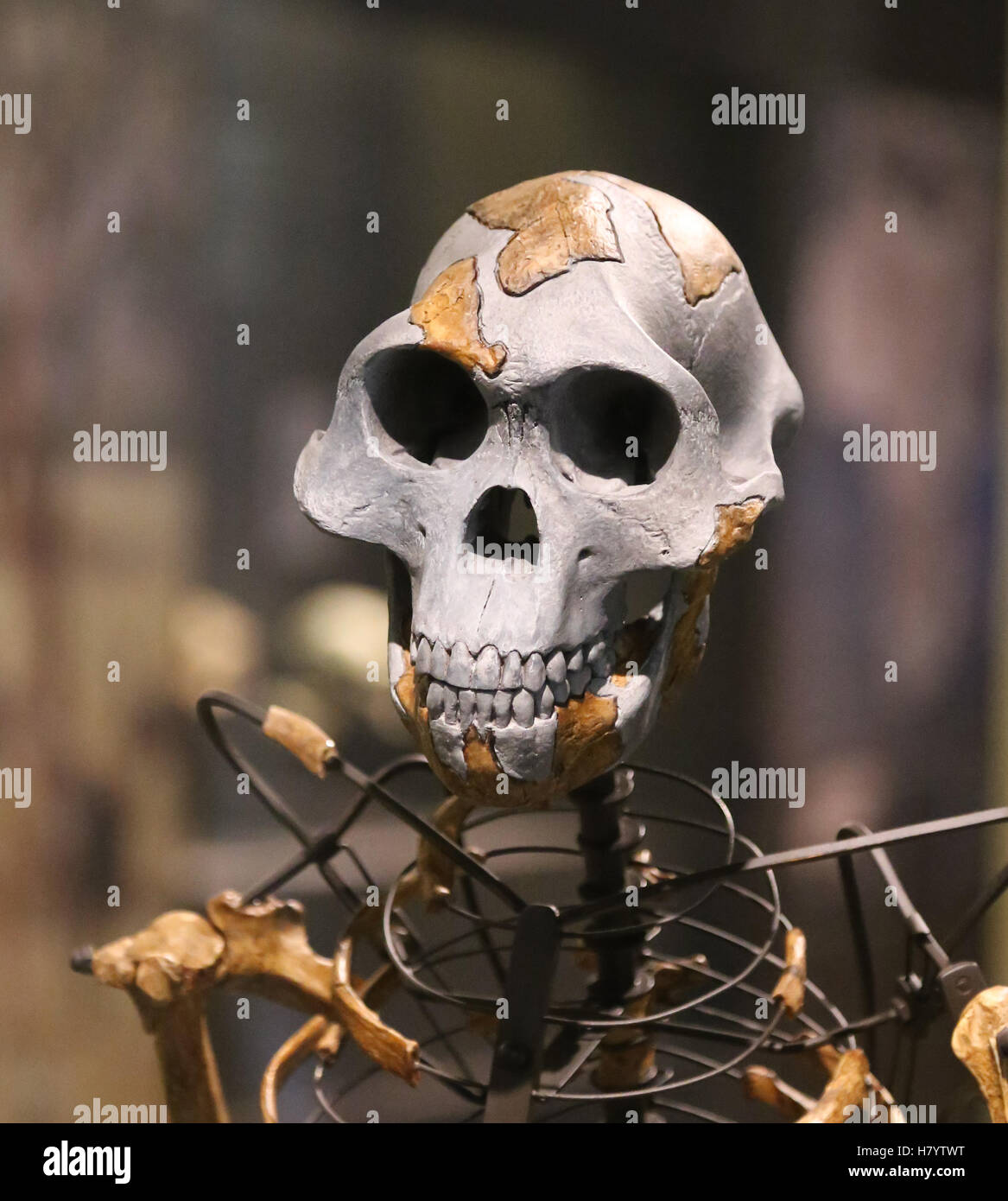 Australopithecus afarensis. Lucy. Adult female skeleton. 3.2 million years ago. Ethiopia. Replica. Stock Photo