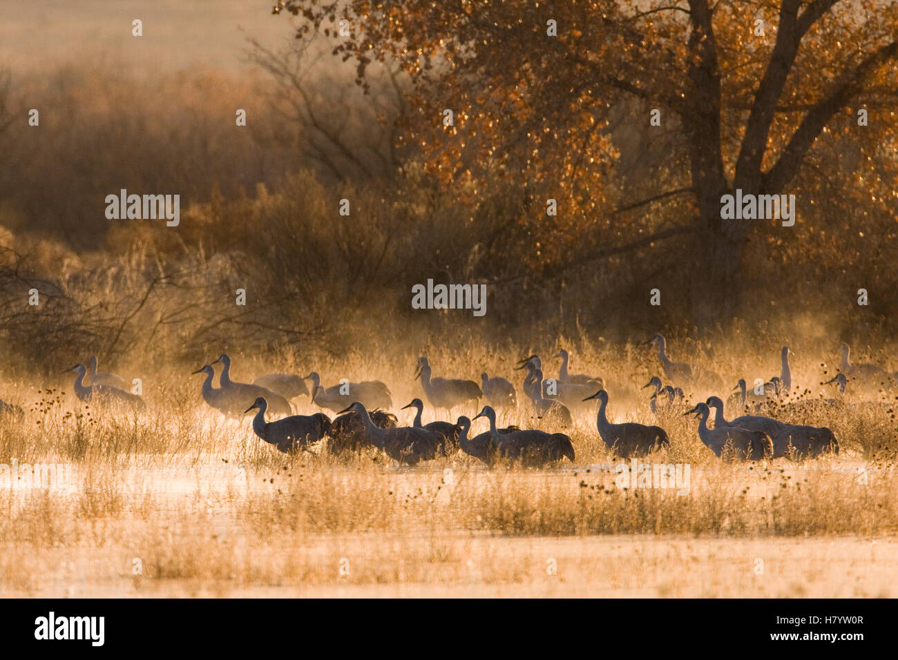 Sandhill Crane (Grus canadensis) flock wading through pond at sunrise