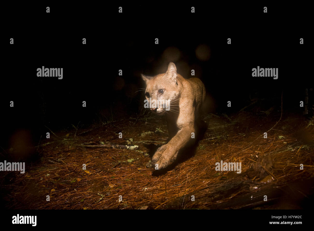 Mountain Lion (Puma concolor) female at night, Aptos, Monterey Bay,  California Stock Photo - Alamy