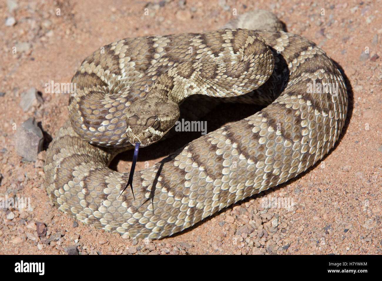 Mojave Rattlesnake (Crotalus Scutulatus) With Tongue Extended, Rainbow ...