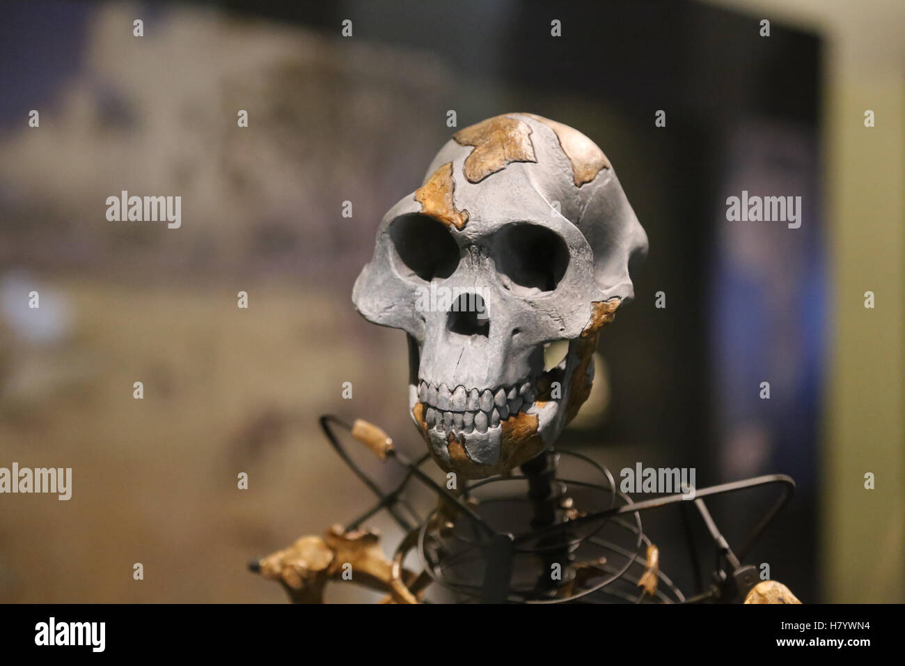 Australopithecus Afarensis. Lucy. Adult female skeleton. 3.2 million years ago. Ethiopia. Replica. Stock Photo