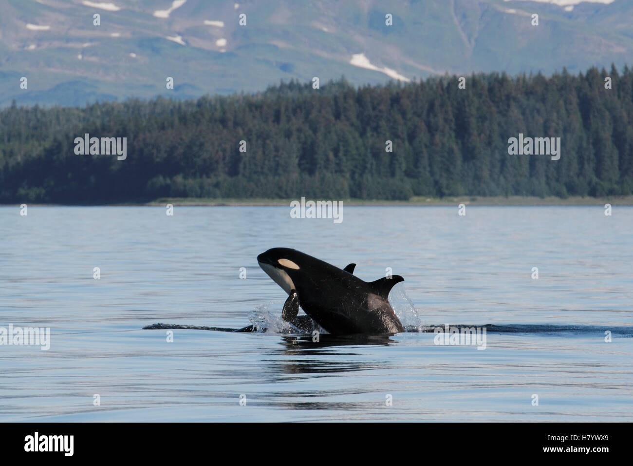 Orca (Orcinus orca) resident pod breaching, Prince William Sound ...