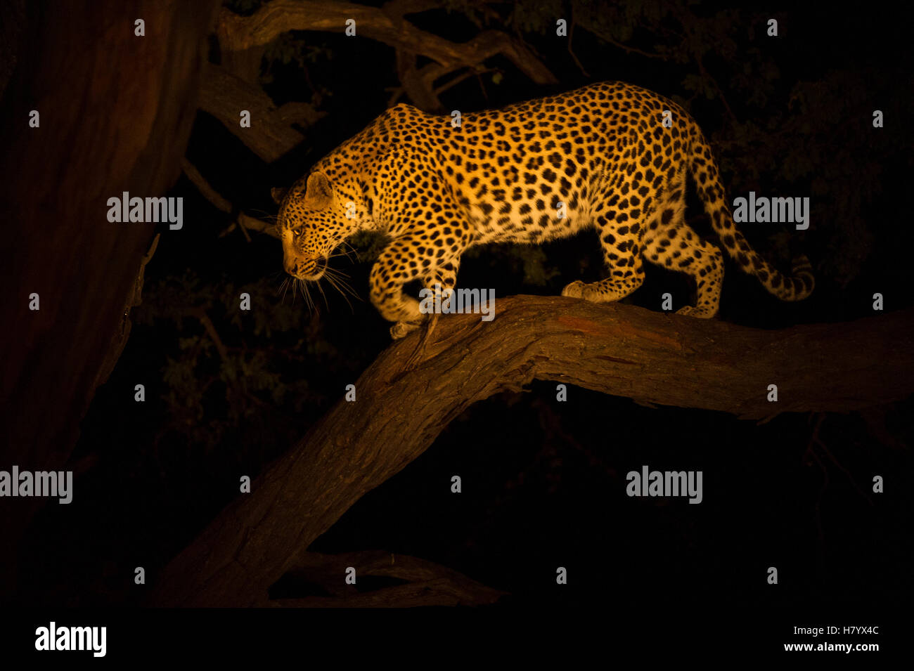 Leopard (Panthera pardus) female descending tree at night, Moremi Game Reserve, Okavango Delta, Botswana Stock Photo