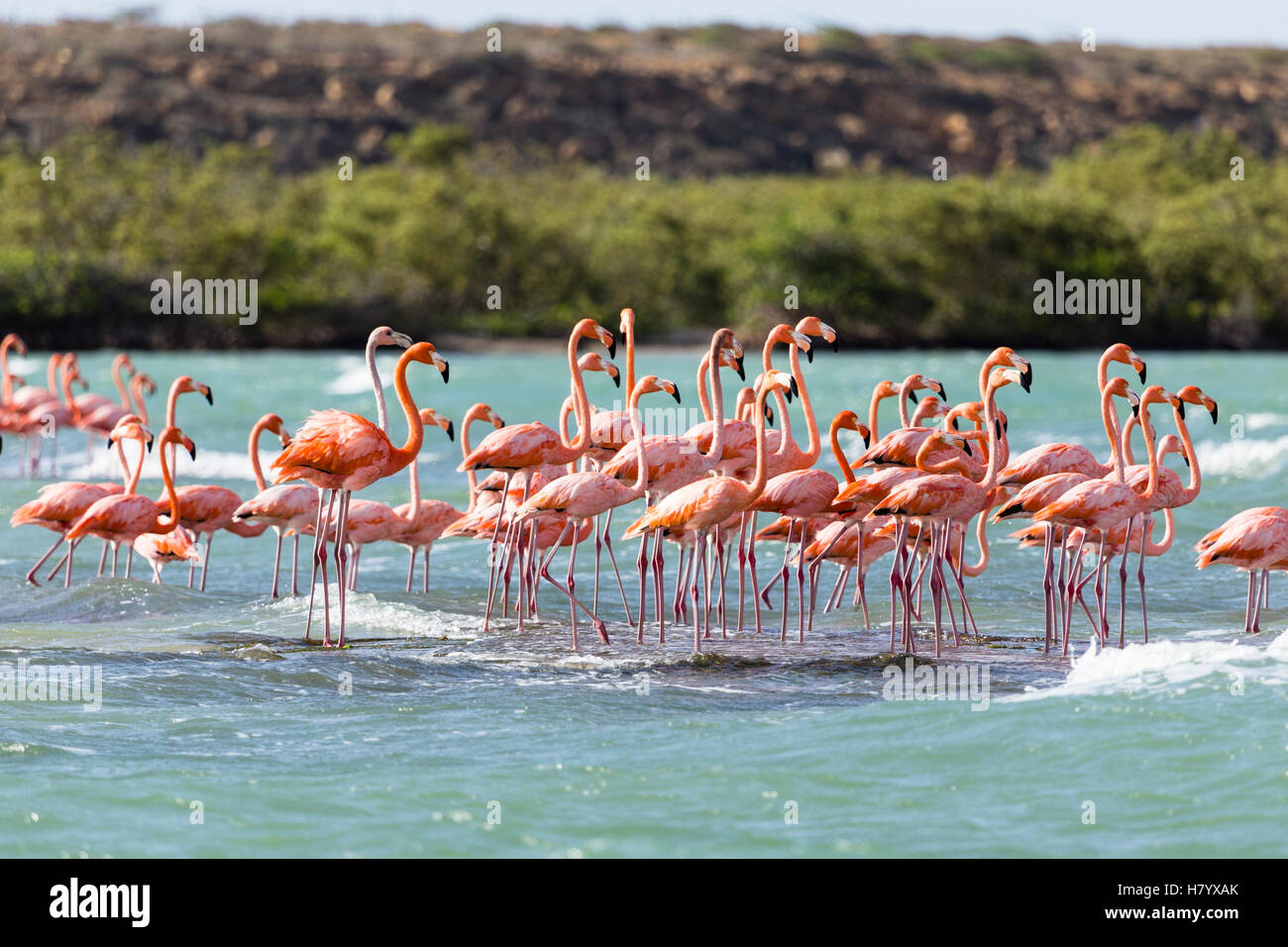 American Flamingoes (Phoenicopterus Ruber) in water, Punta Gallinas, La Guajira, Colombia Stock Photo