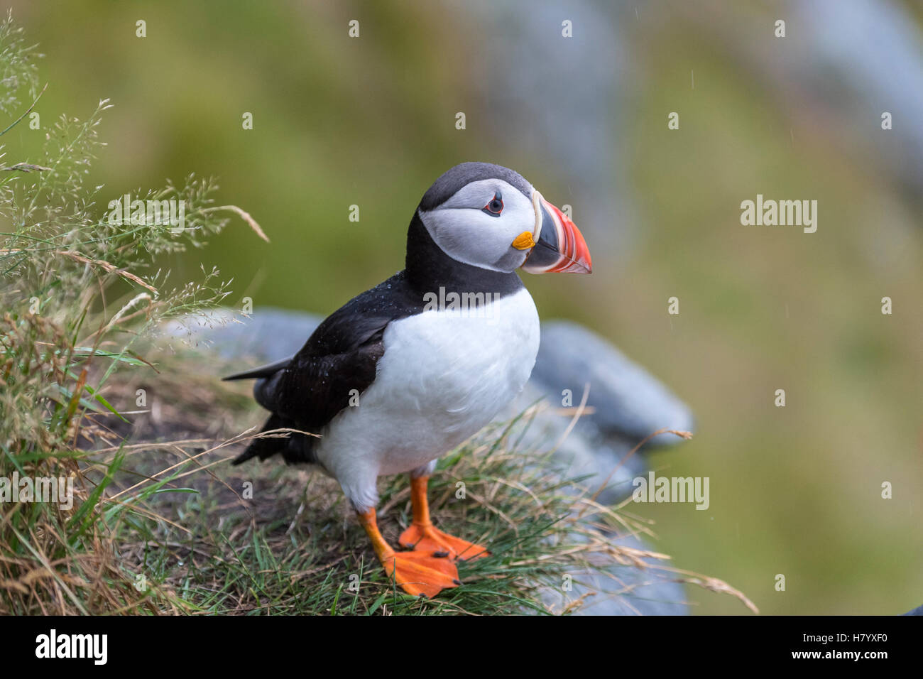 Atlantic Puffin - Fratercula arctica - Birds of the World