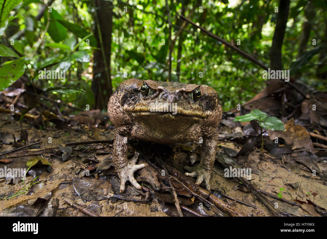 Cane Toad (Bufo marinus) in rainforest, Yasuni National Park, Amazon Rainforest, Ecuador Stock