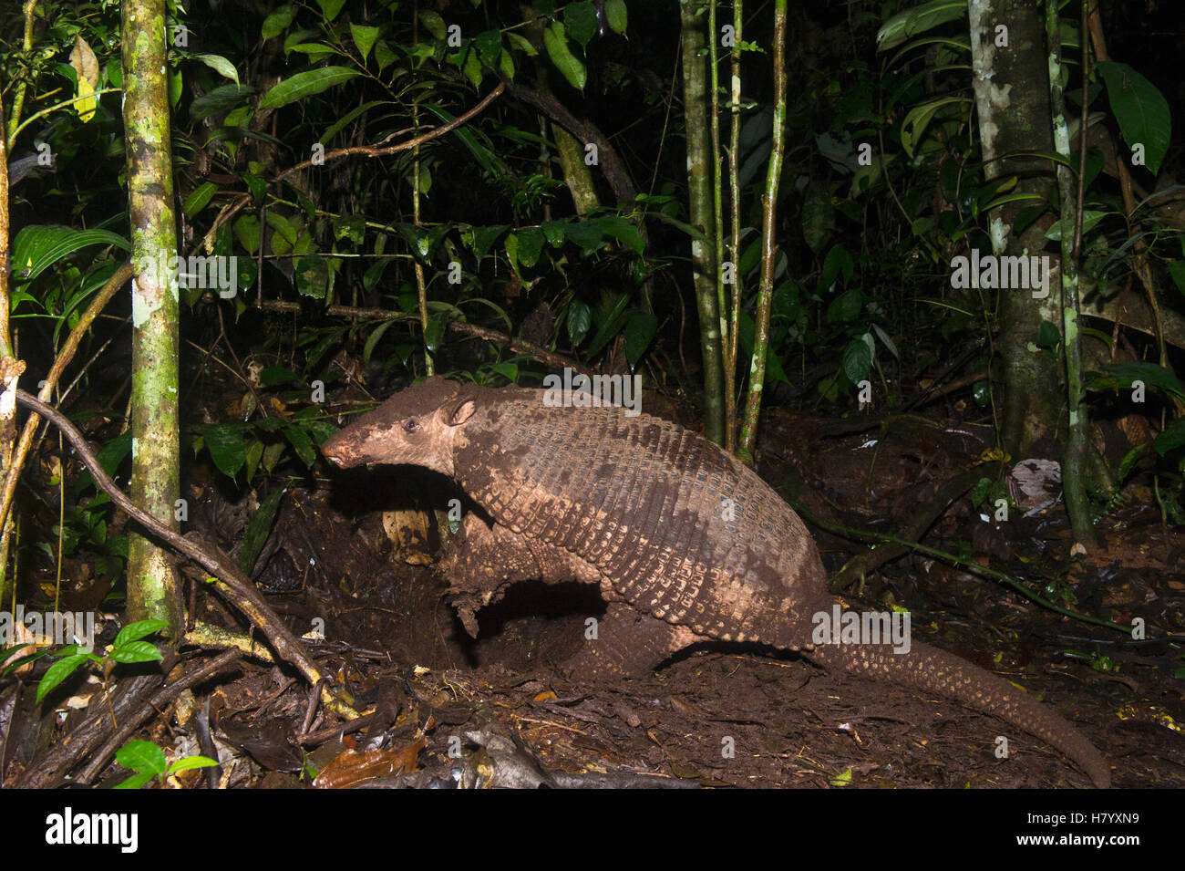 Giant Armadillo (Priodontes maximus) in rainforest, Yasuni National