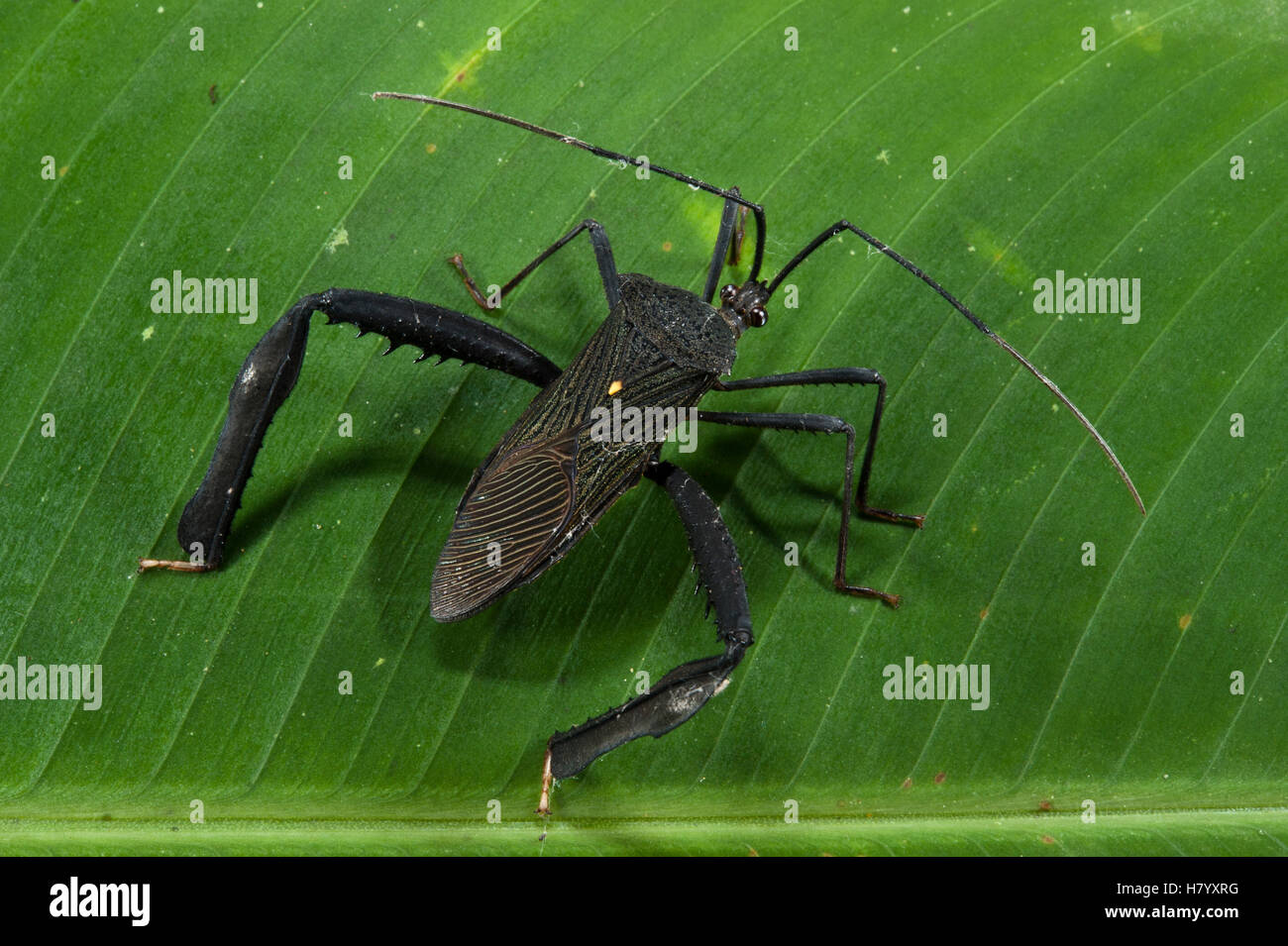 Squash Bug (Coreidae), Yasuni National Park, Amazon Rainforest, Ecuador
