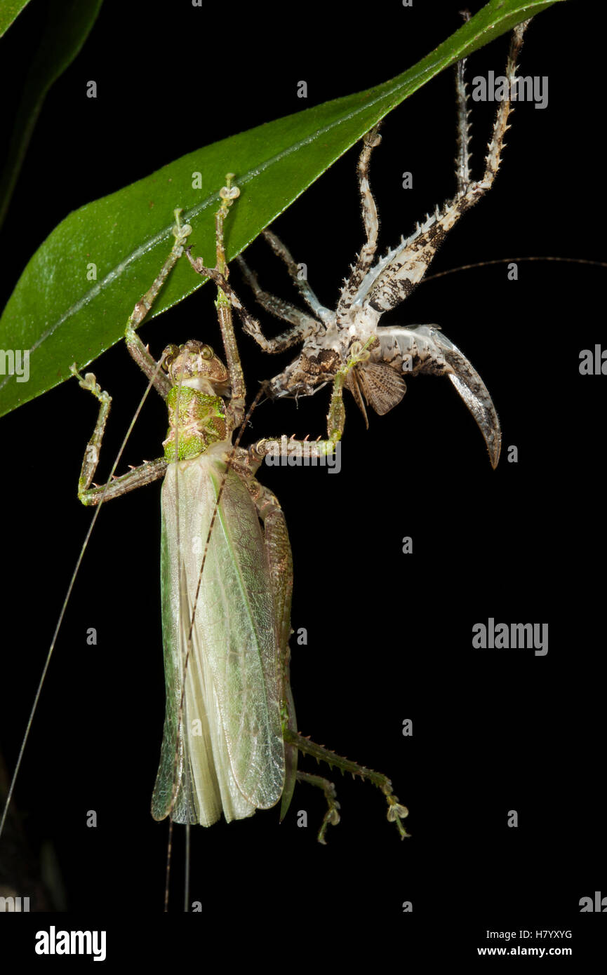 Katydid (Tettigoniidae) after molting, Yasuni National Park, Amazon ...