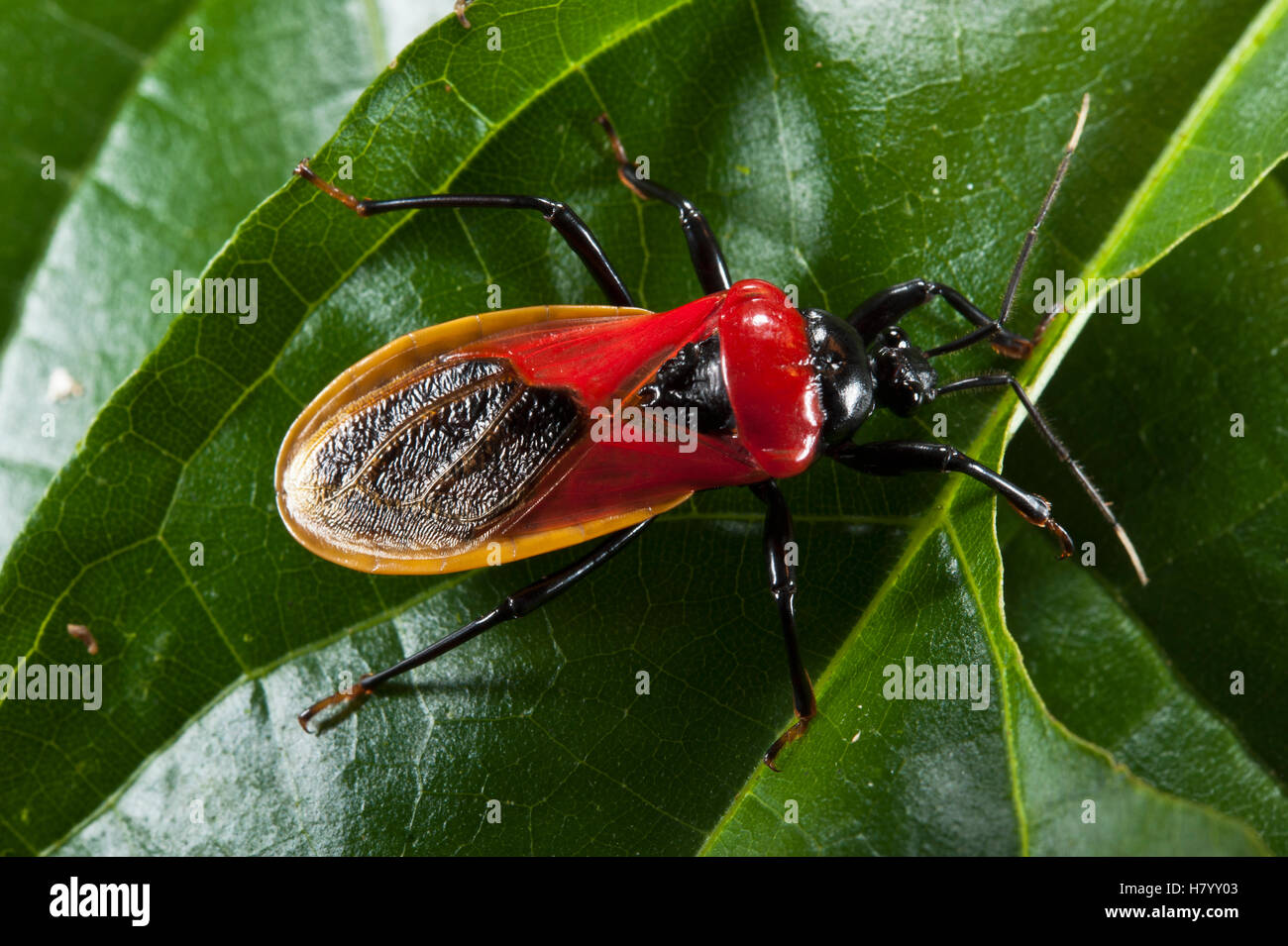 Assassin Bug (Reduviidae), Yasuni National Park, Amazon Rainforest
