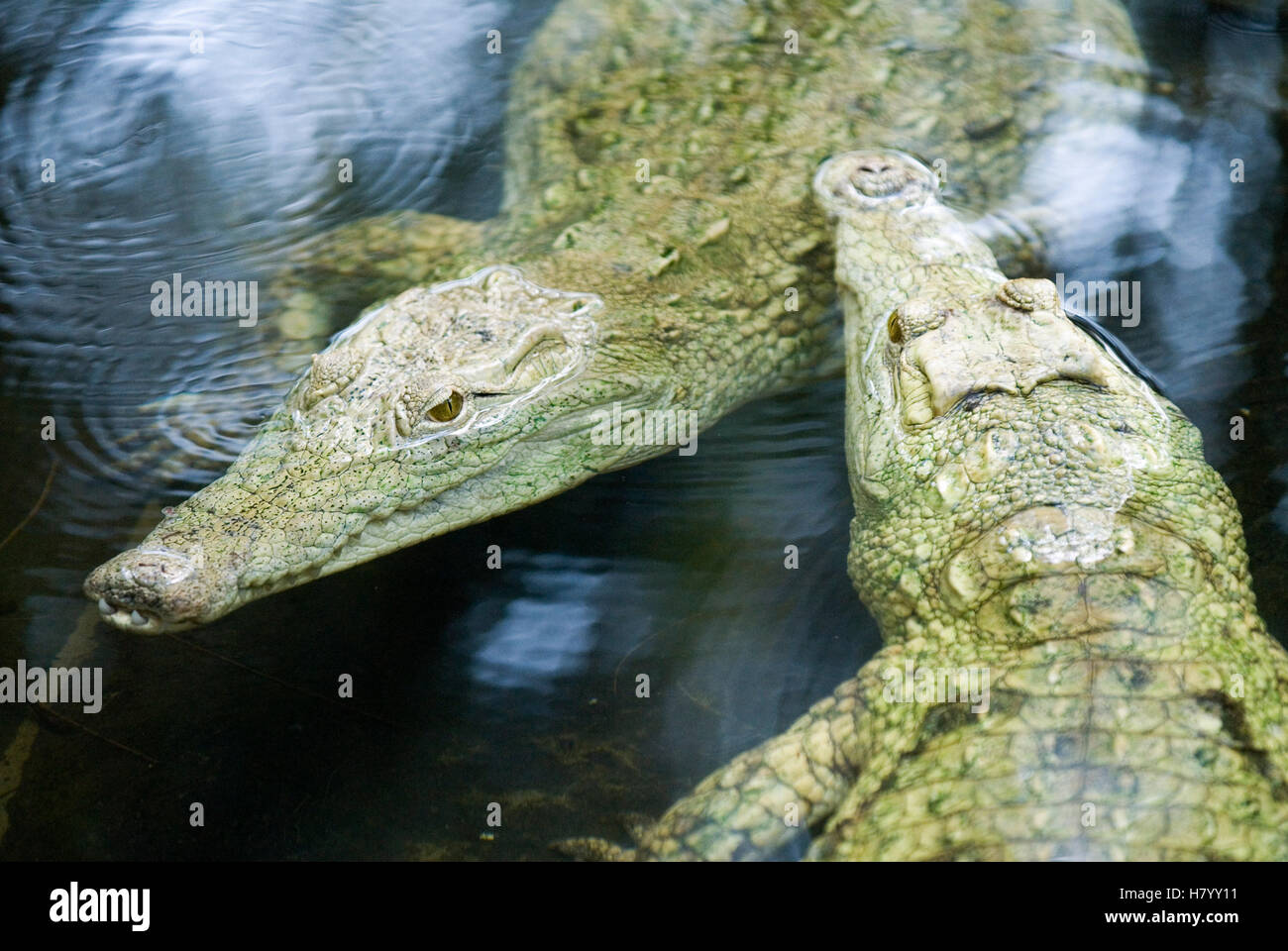 White Crocodiles (Crocodilia) in Haller Park in Mombasa, Kenya, Africa Stock Photo
