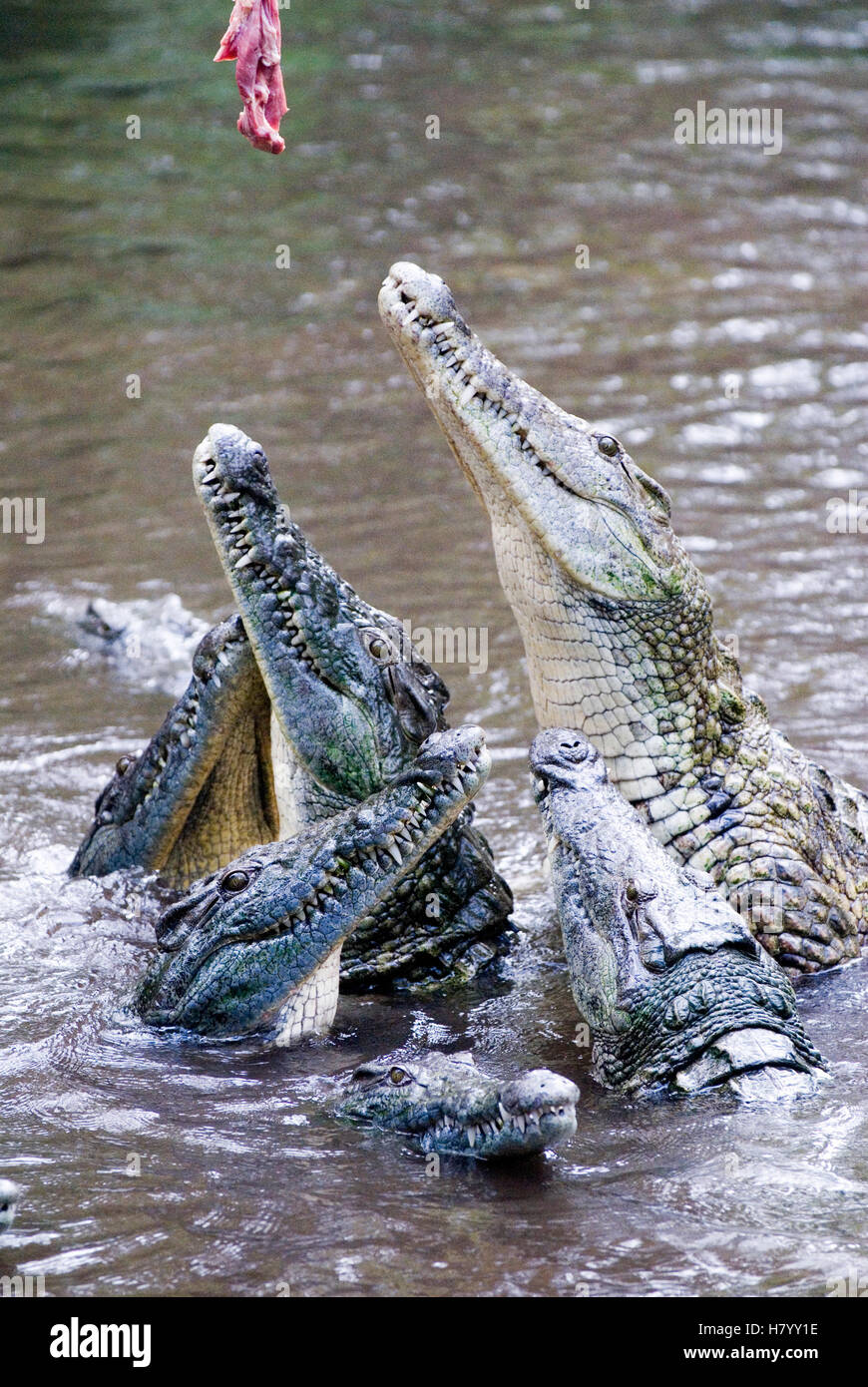 Crocodiles (Crocodilia) in Haller Park in Mombasa, Kenya, Africa Stock Photo