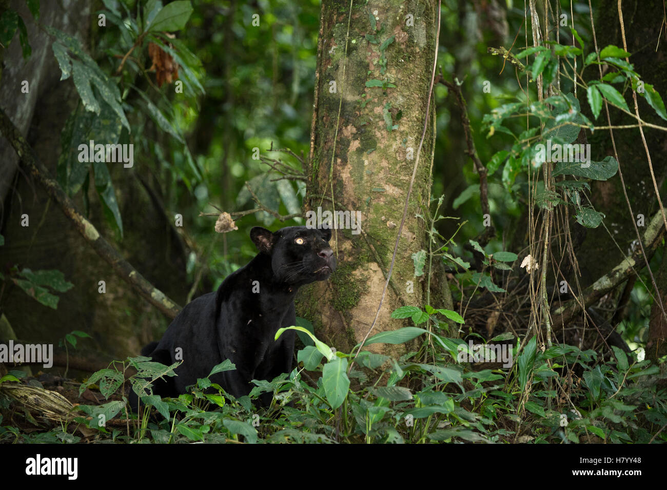 Rainforest Black Jaguar rainforest-black-jaguar