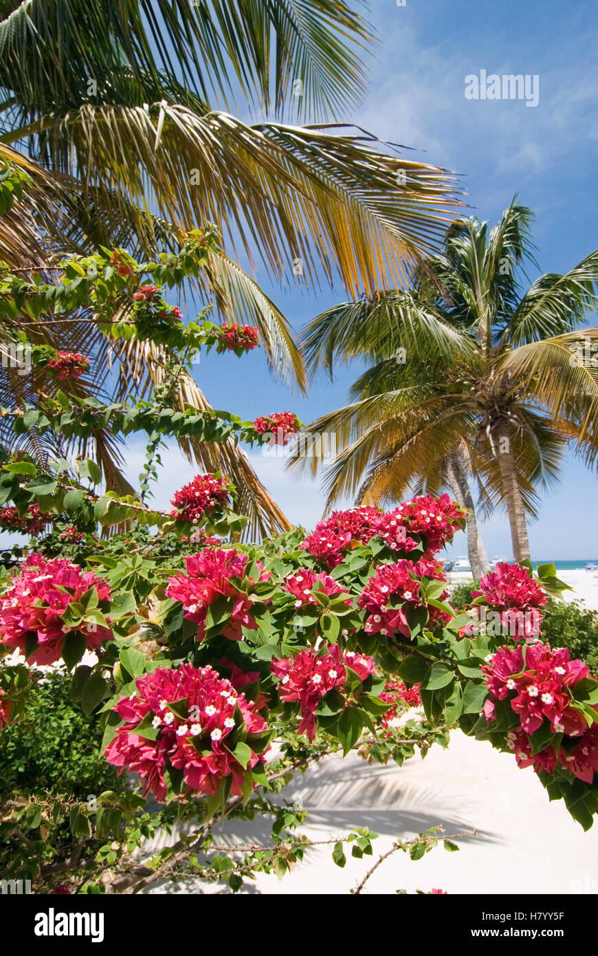 Palm trees and flowers, Coche Island, Venezuela, South America Stock Photo