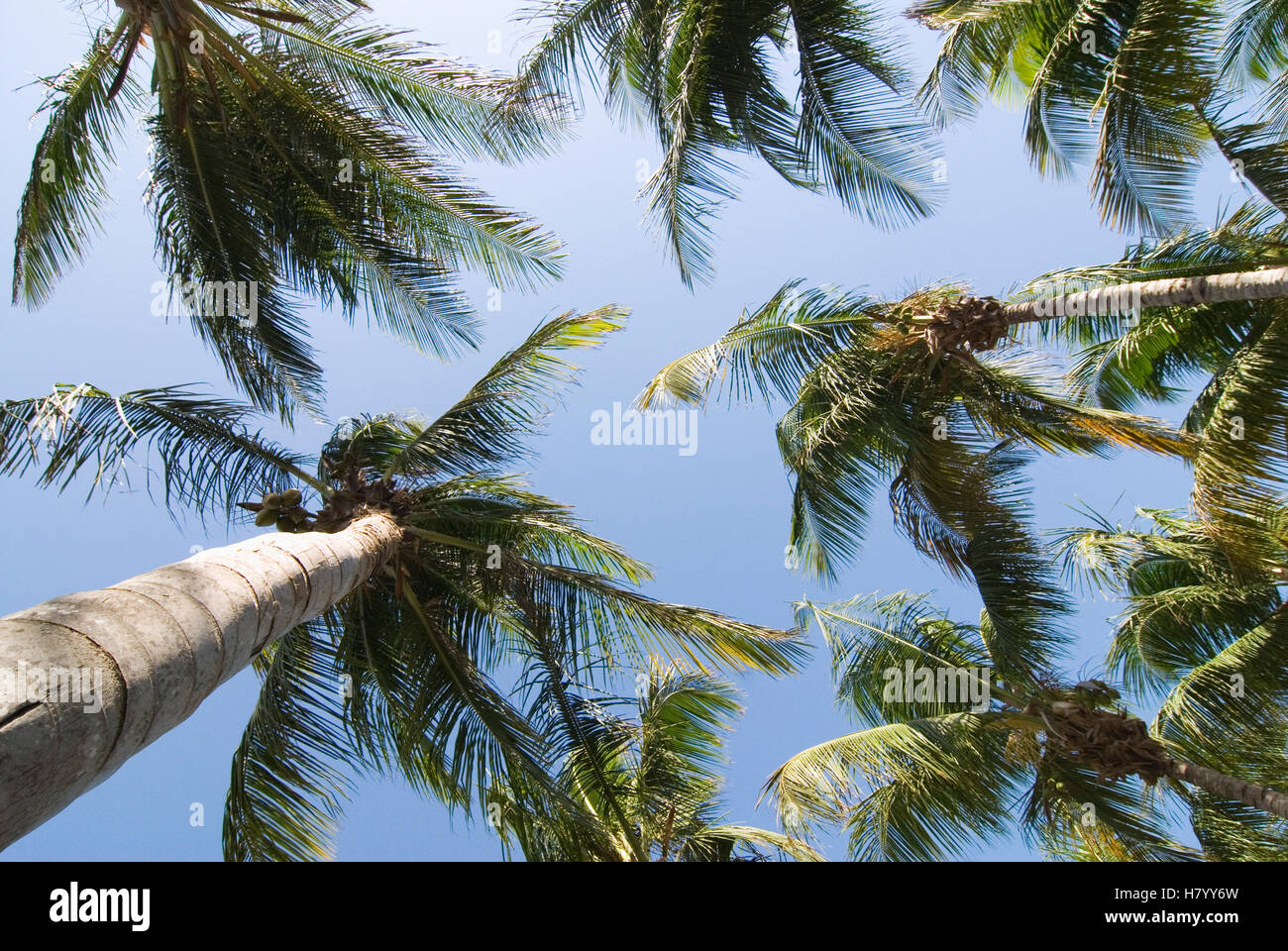Palm trees on the island of Isla Margarita, Venezuela, South America Stock Photo