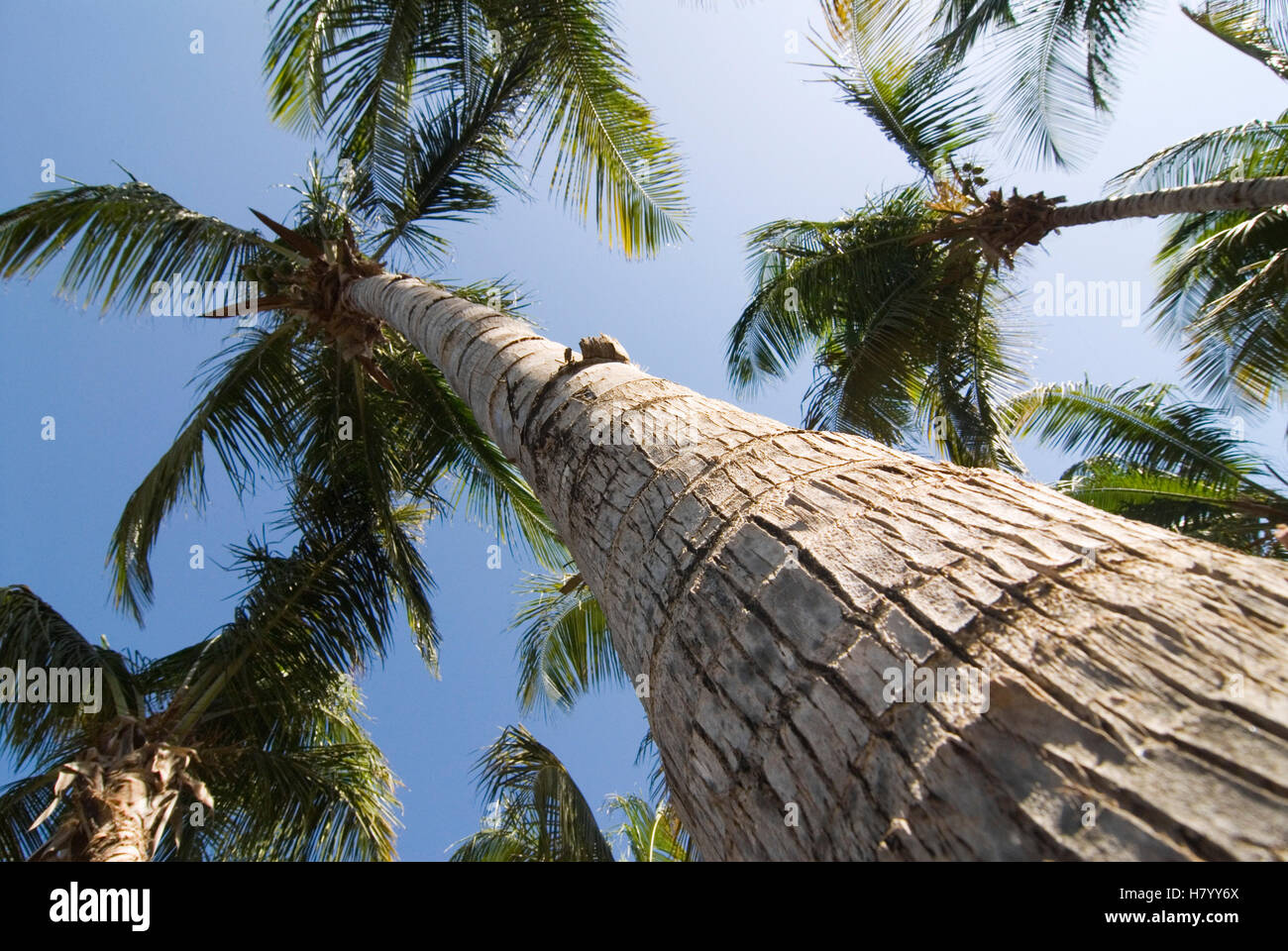 Palm trees on the island of Isla Margarita, Venezuela, South America Stock Photo