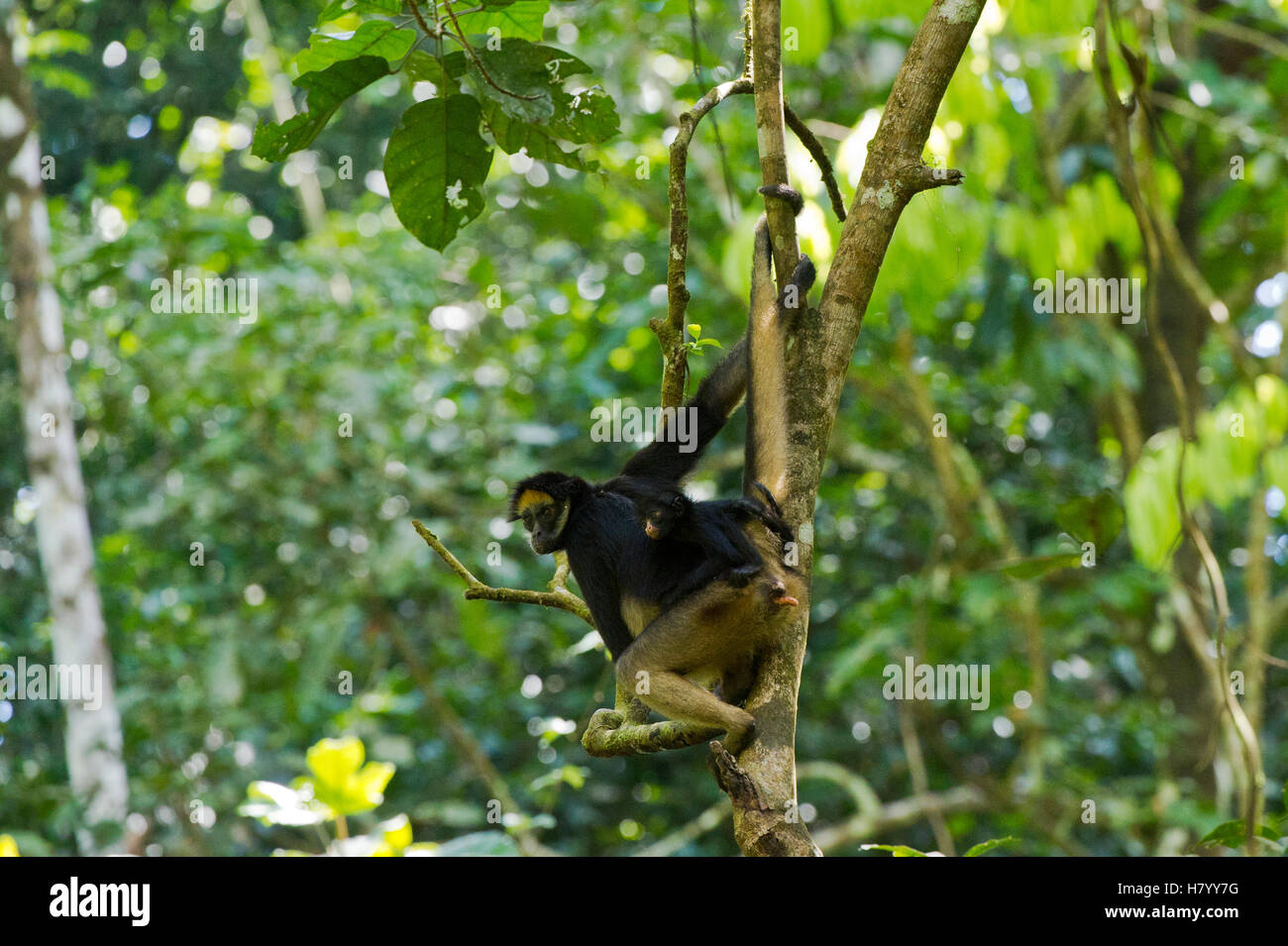 White-bellied Spider Monkey (Ateles belzebuth) mother and baby, Yasuni ...