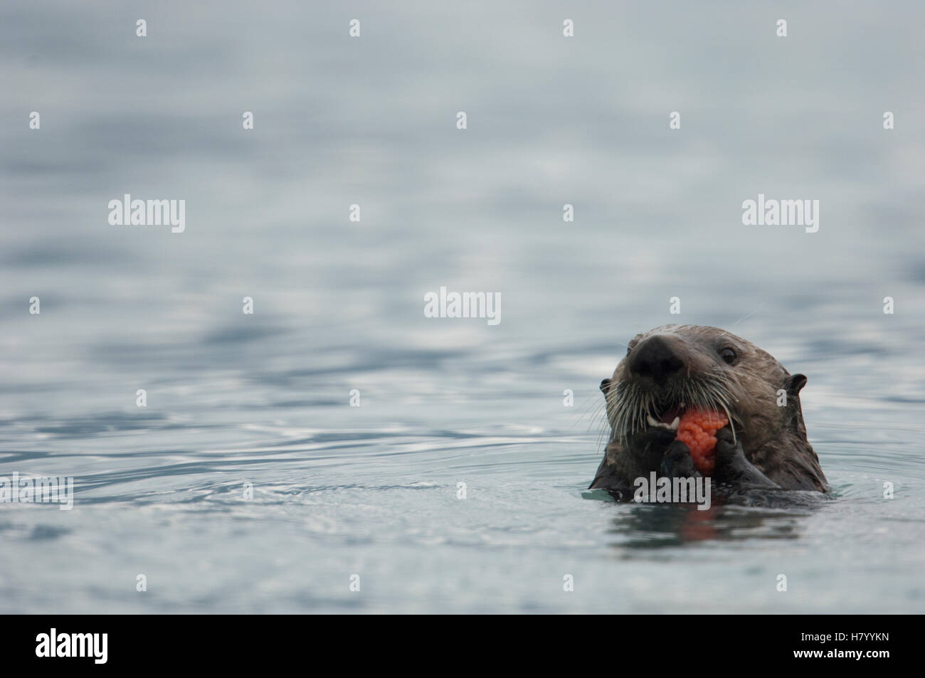 Sea Otter (Enhydra lutris) eating Pink Salmon roe, Alaska Stock Photo