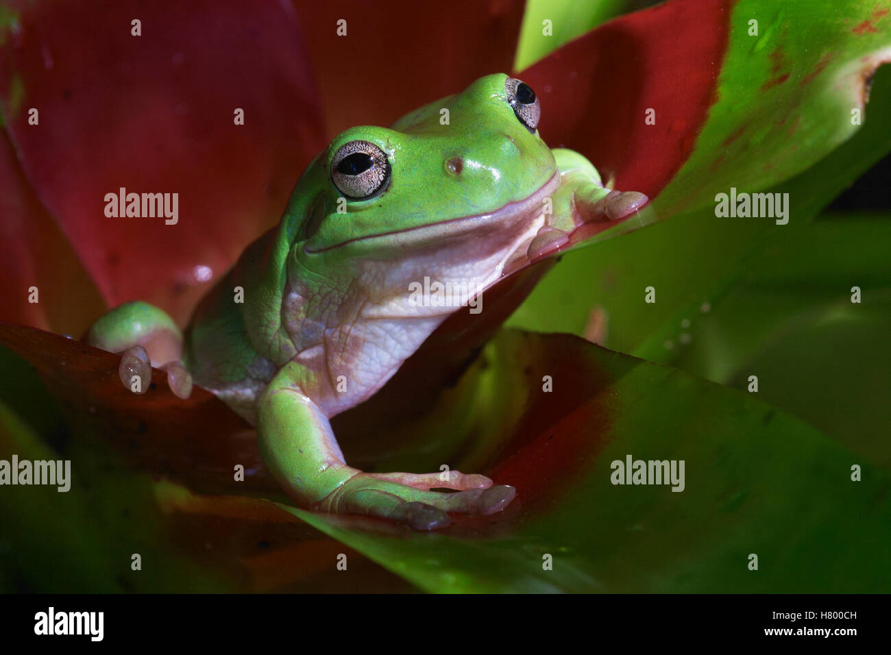 Labed Tree Frog White's Tree Frog (Litoria caerulea) peering out from bromeliad ...