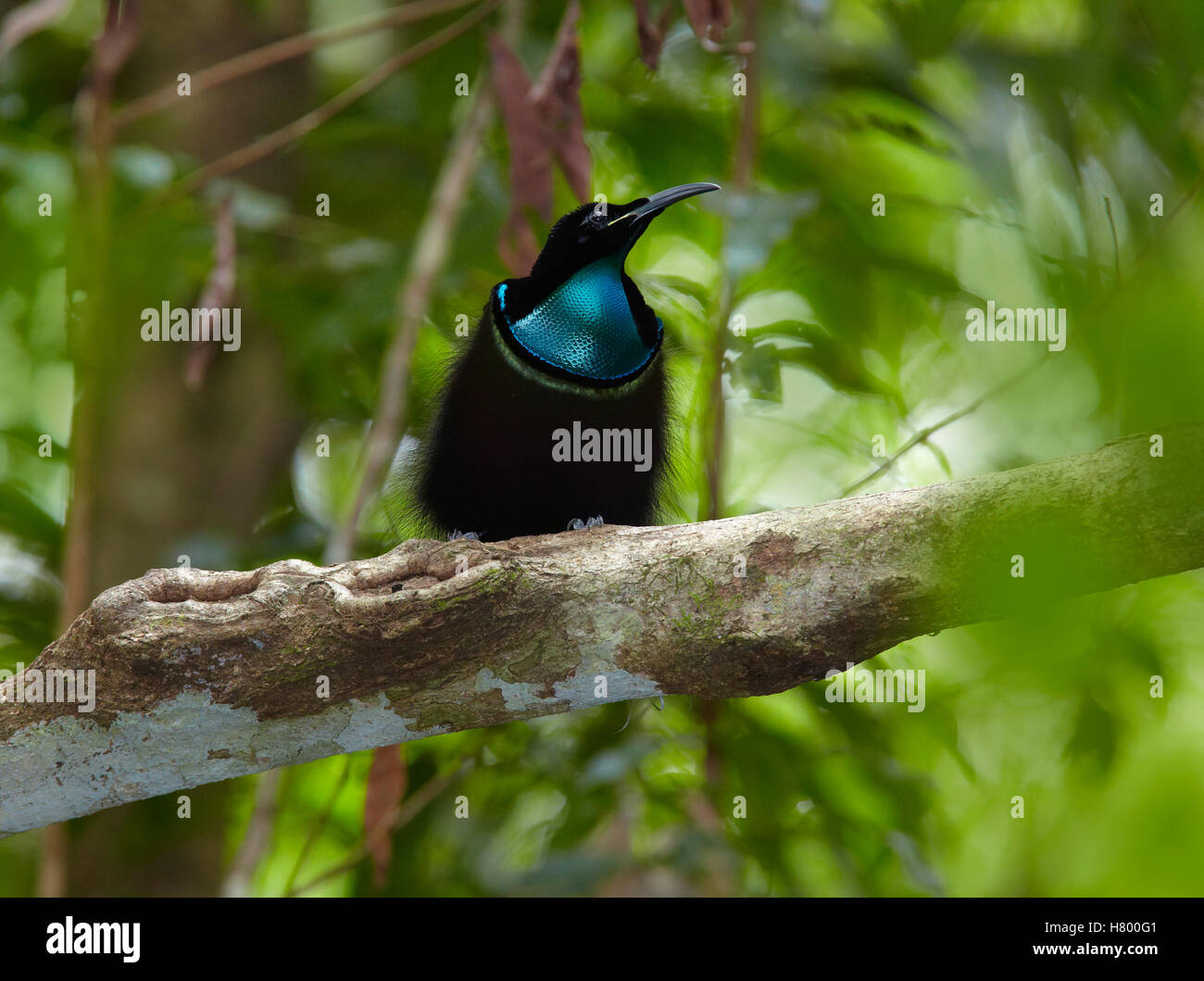 Magnificent Riflebird (Ptiloris magnificus), Iron Range, Cape York Peninsular, Australia Stock