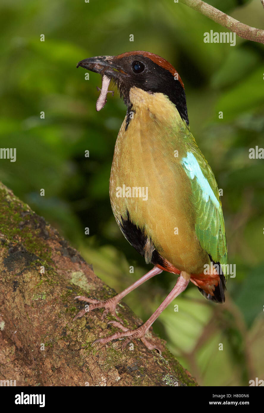 Noisy Pitta (Pitta versicolor) carrying a small skink to feed young, Paluma Range National Park, Queensland, Australia Stock Photo