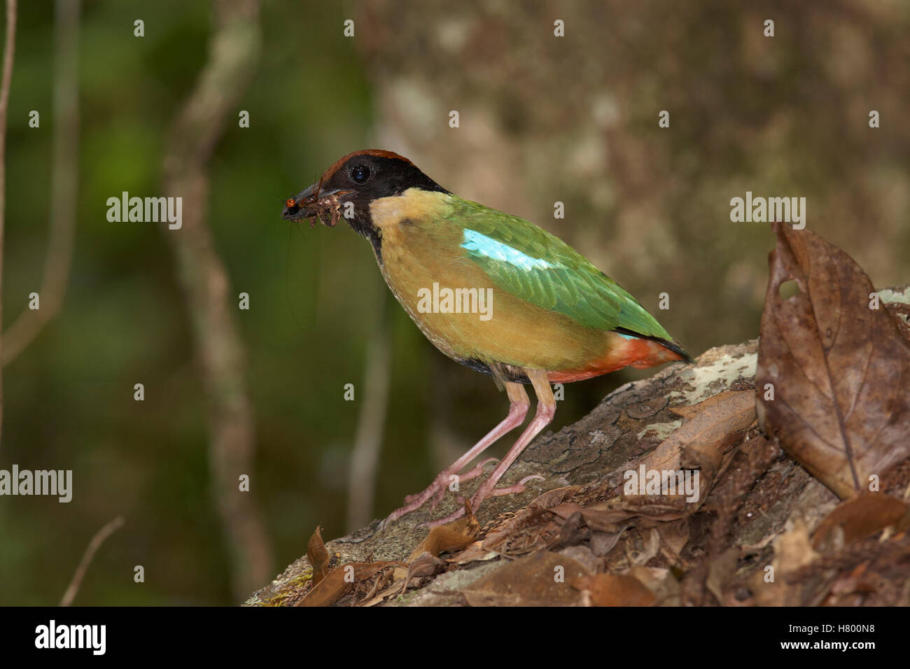 Noisy Pitta (Pitta versicolor) carrying insects to feed young, Paluma Range National Park, Queensland, Australia Stock Photo