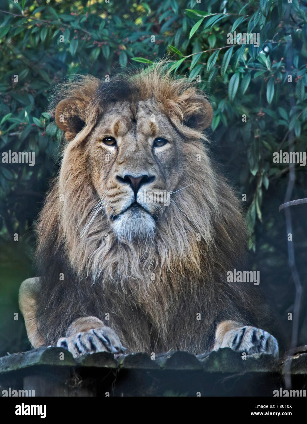 Asiatic Lion male (panthera leo persica) Stock Photo