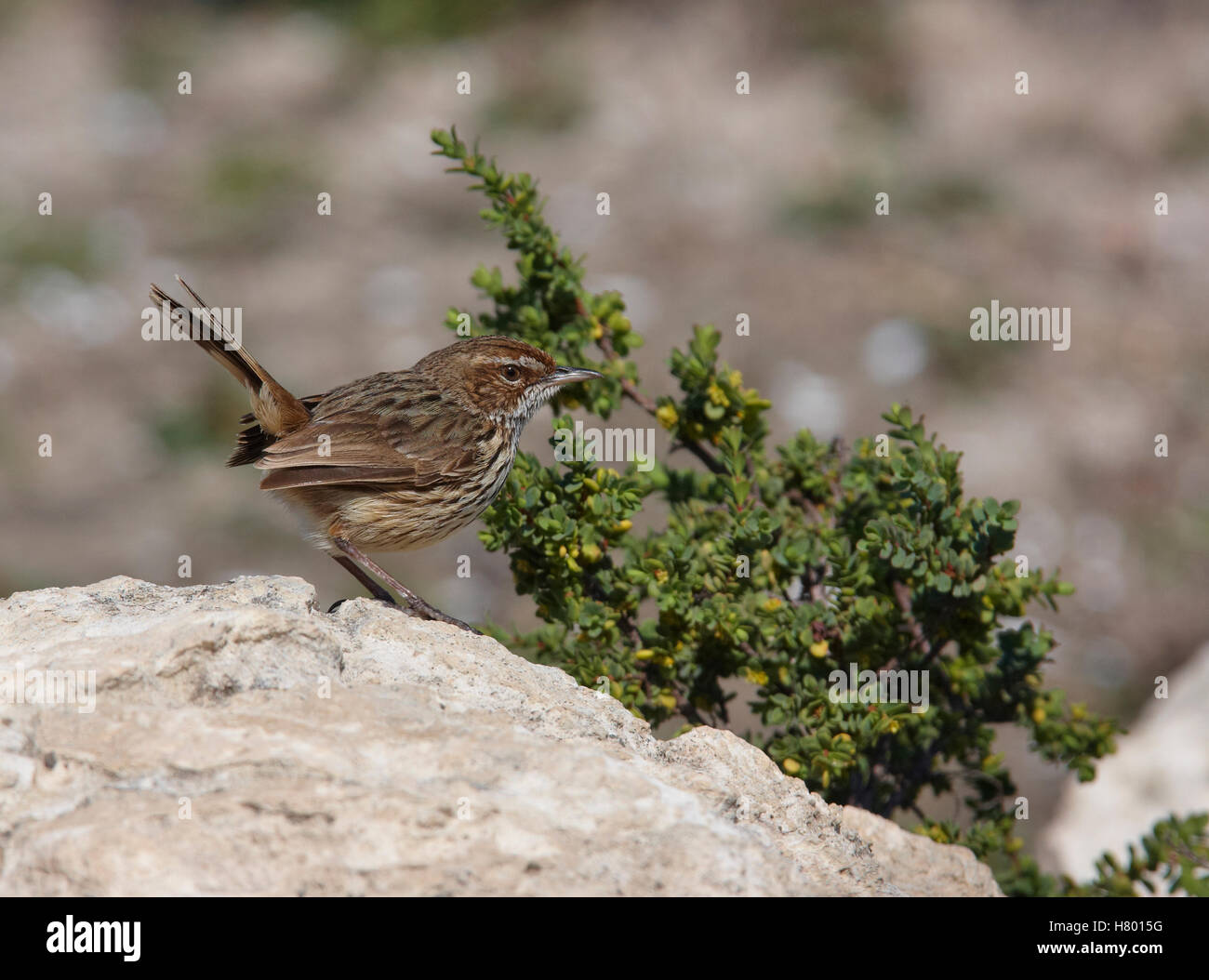 Rufous Calamanthus (Calamanthus campestris), Lincoln Peninsula, South