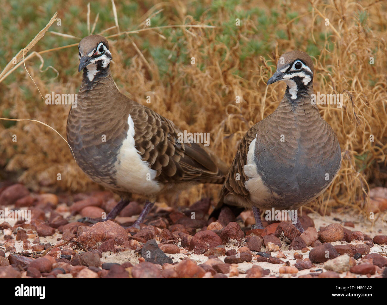 Squatter Pigeon (Geophaps scripta) pair, Moorrinya National Park ...