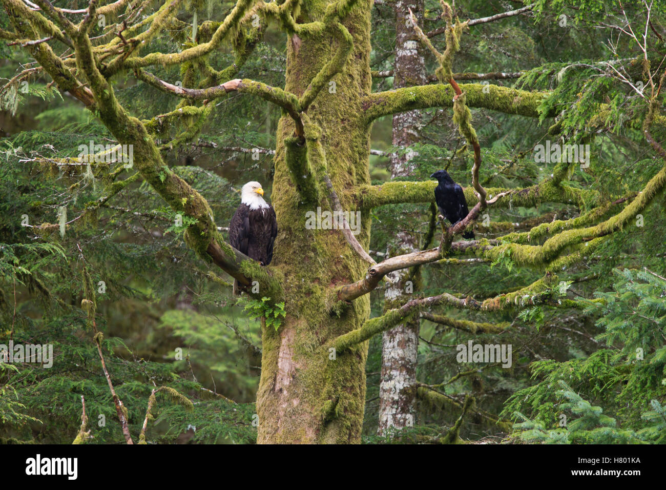 Ketchikan Raven Bald Eagle (Haliaeetus leucocephalus) and Raven (Corvus corax) in ...