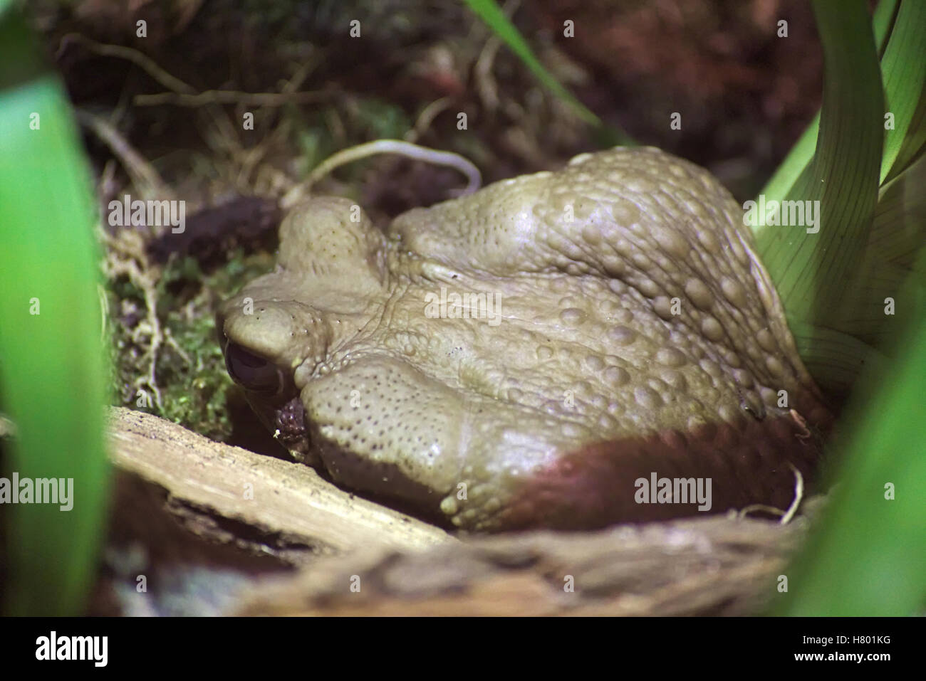 Big toad squeezed onto the ground between twigs Stock Photo Alamy