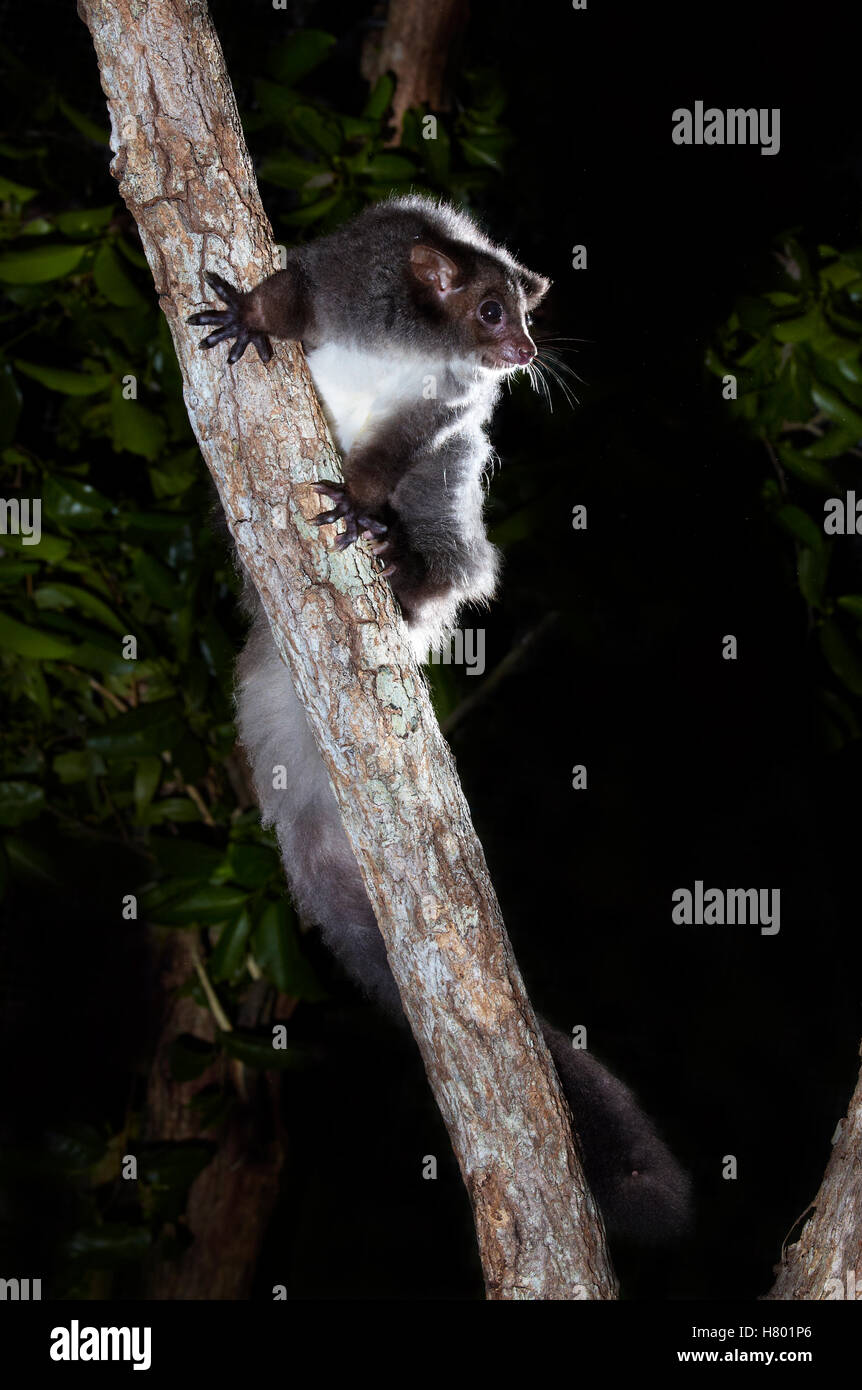 Greater Glider (Petauroides volans) in tree at night, Queensland